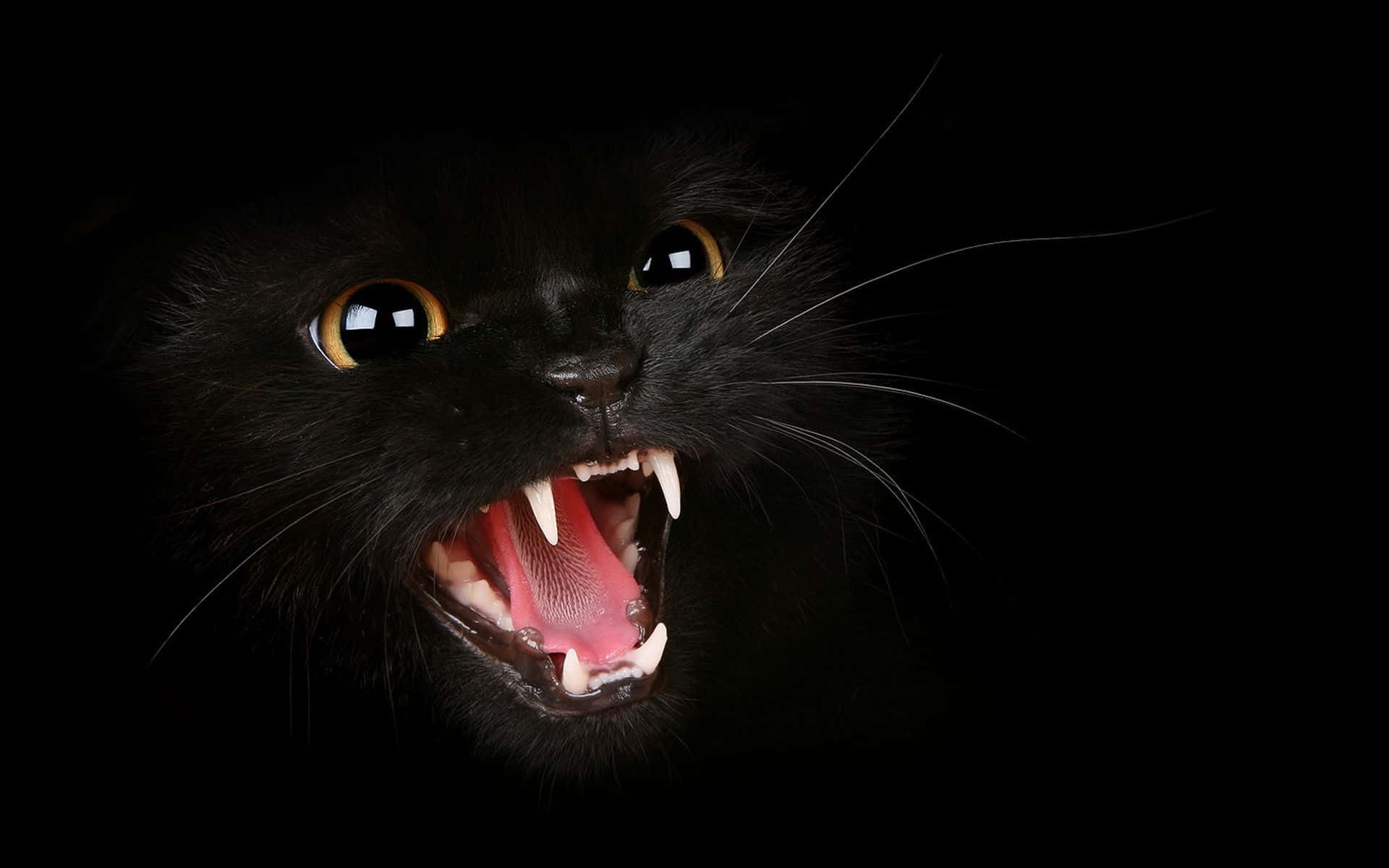 cat desktop, 1920 x 1200, black cat, Full HD Desktop Wallpaper