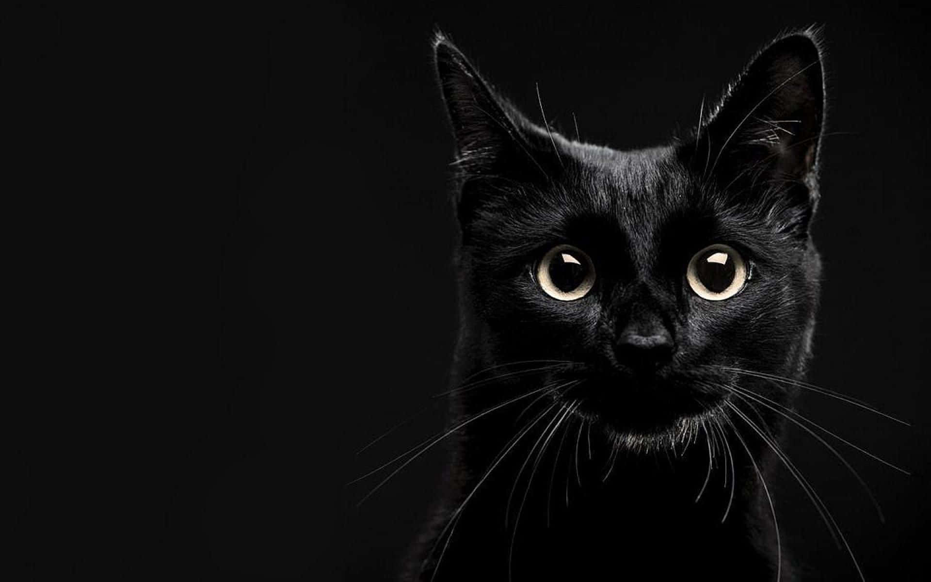 cat desktop, 1920 x 1200, black cat, Full HD Desktop Wallpaper