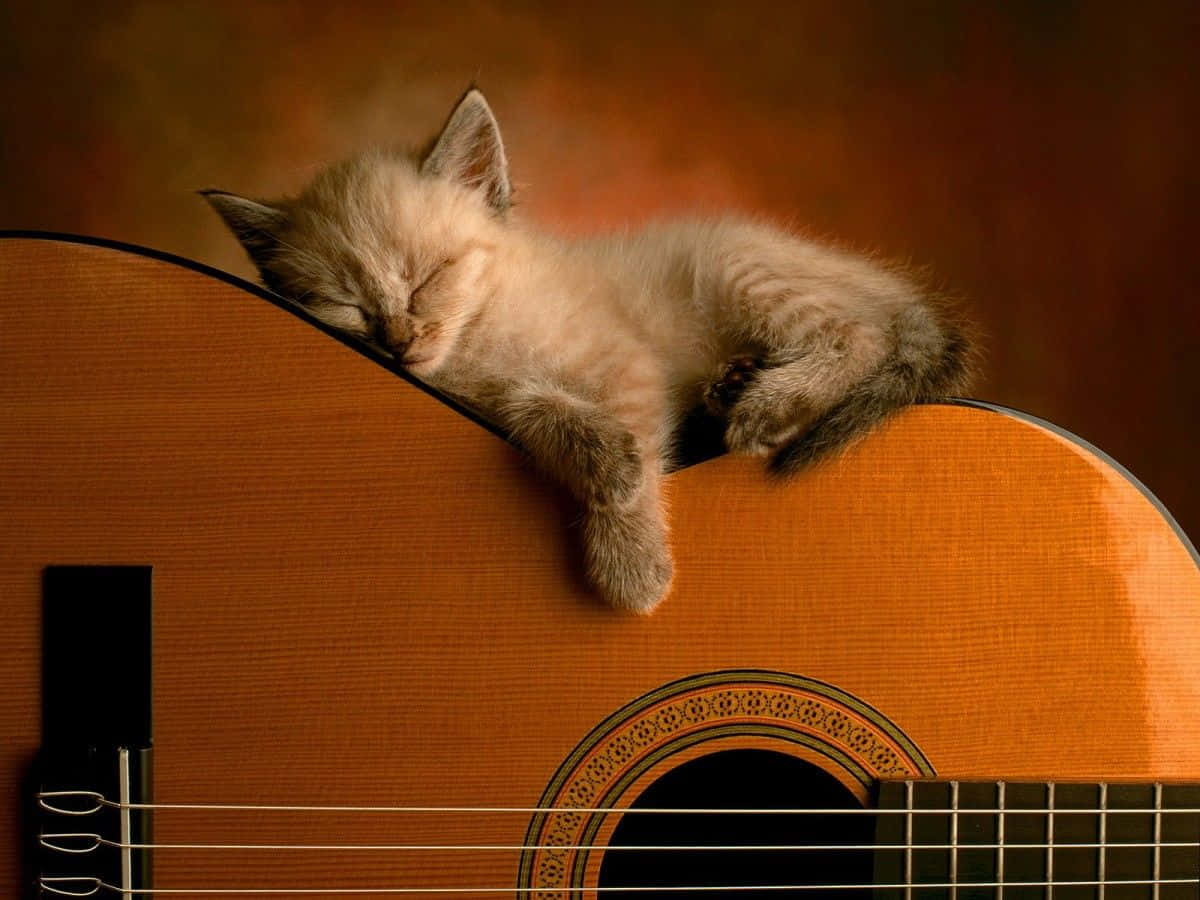 cat desktop, 1200 x 900 wallpaper, fluffy cream kitten, SD Desktop Wallpaper