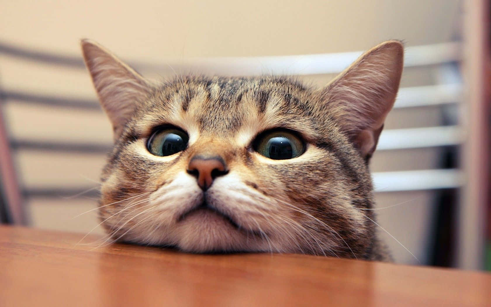 cat, tabby cat, wooden surface, HD Desktop Wallpaper
