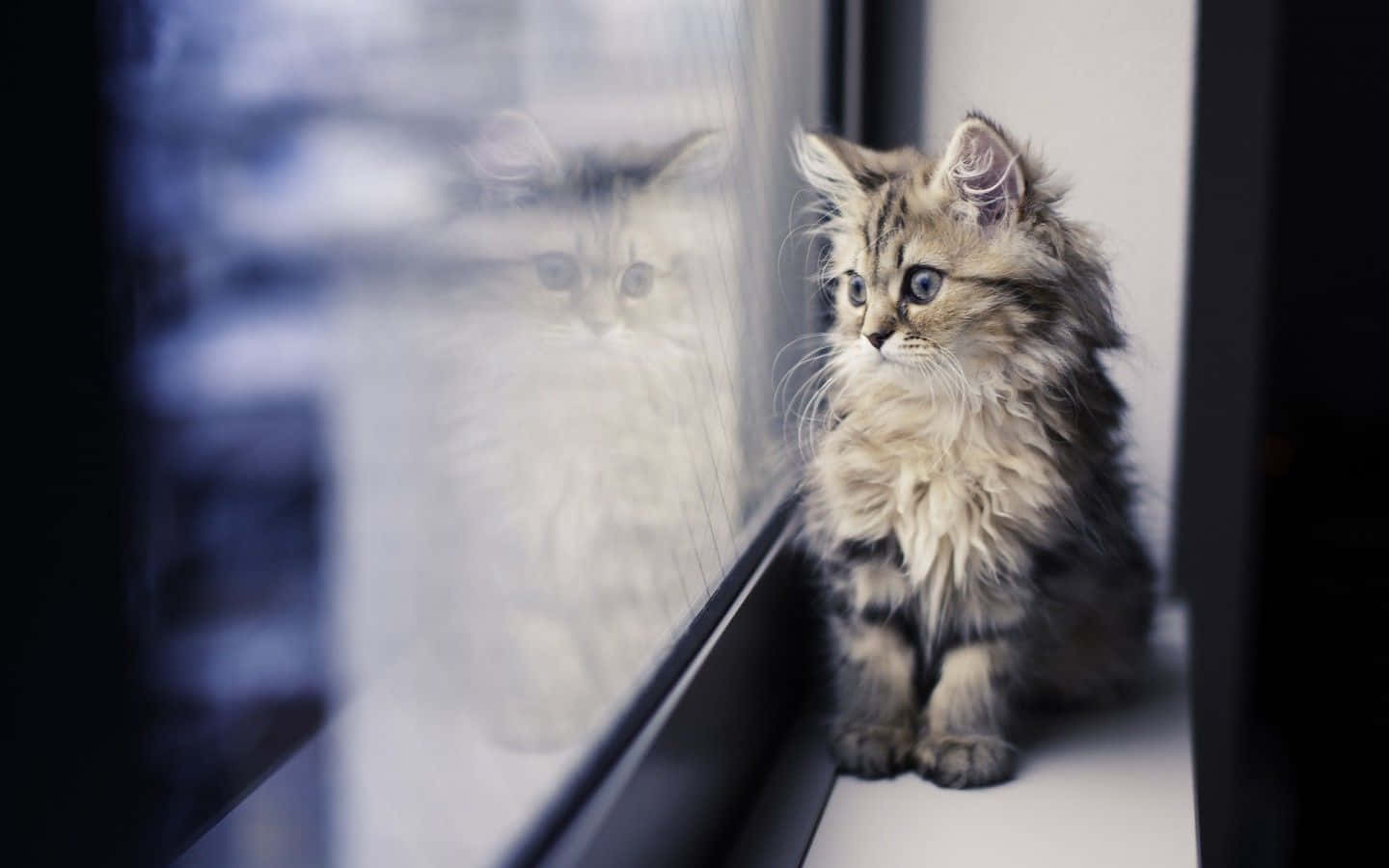 cat desktop, fluffy tabby kitten, windowsill, HD Desktop Wallpaper