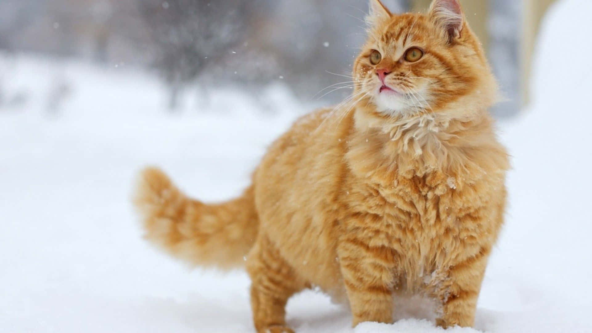 cat desktop, 1920 x 1080, fluffy ginger cat, Full HD Desktop Wallpaper