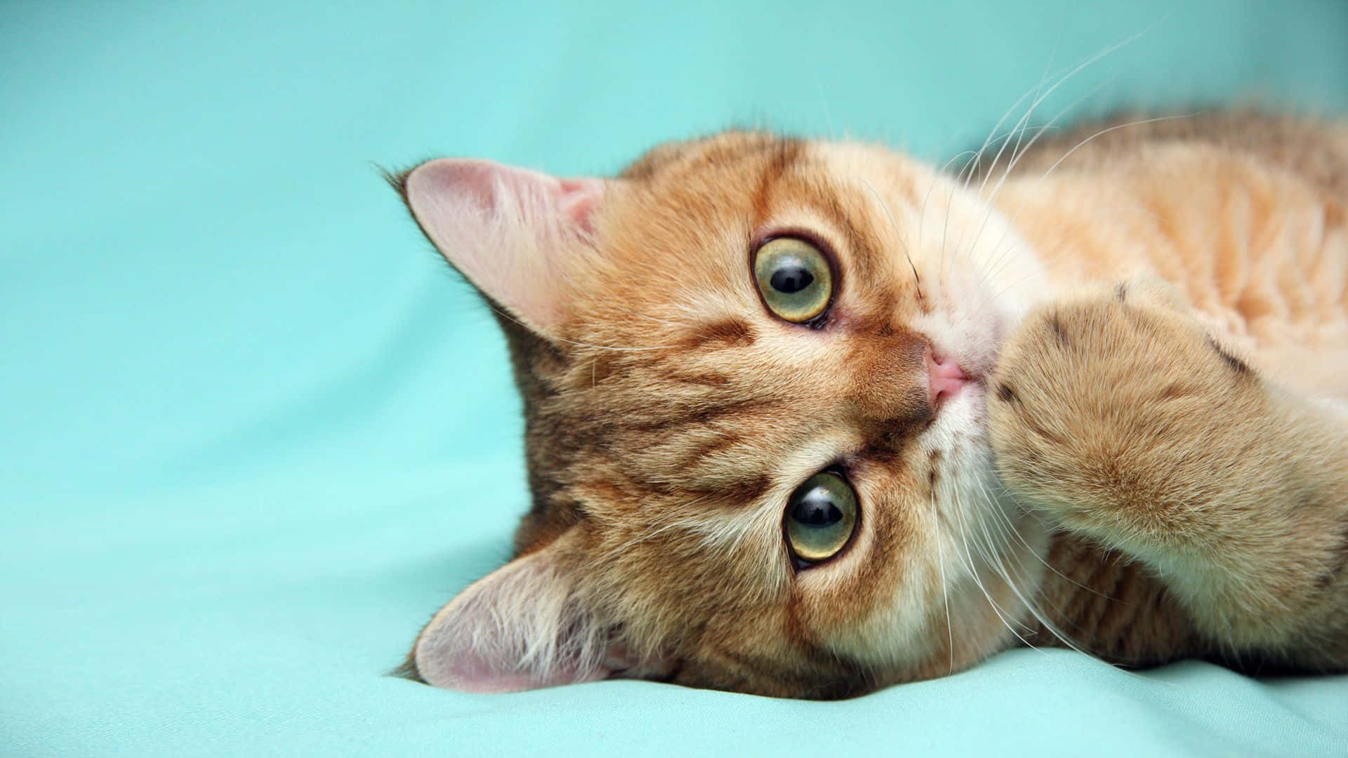 cat desktop, 1920 x 1080, fluffy ginger tabby cat, Full HD Desktop Wallpaper