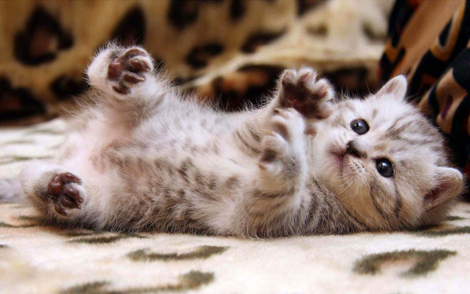 orange and white cat, fluffy silver tabby kitten, leopard-print blanket, HD Desktop Wallpaper