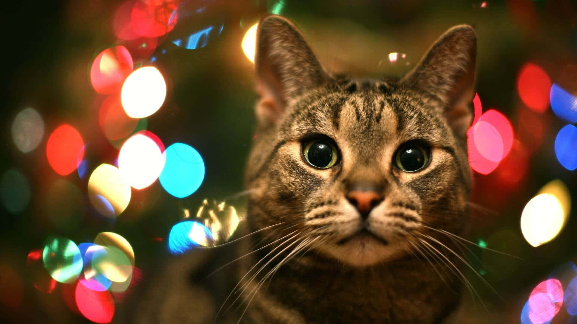 cat, desktop, tabby cat, Full HD Desktop Wallpaper