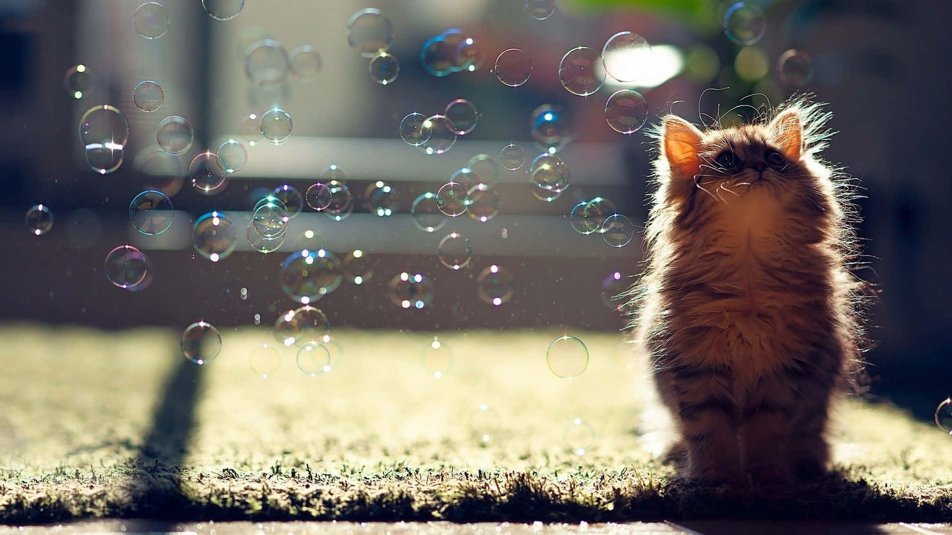 cat desktop, 1920 x 1080 wallpaper, fluffy ginger kitten, Full HD Desktop Wallpaper