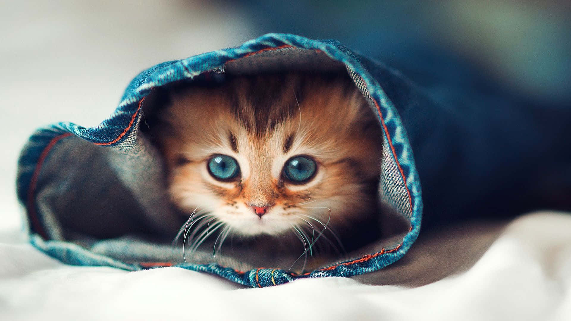 cat desktop, 1920 x 1080 wallpaper, fluffy orange kitten, Full HD Desktop Wallpaper