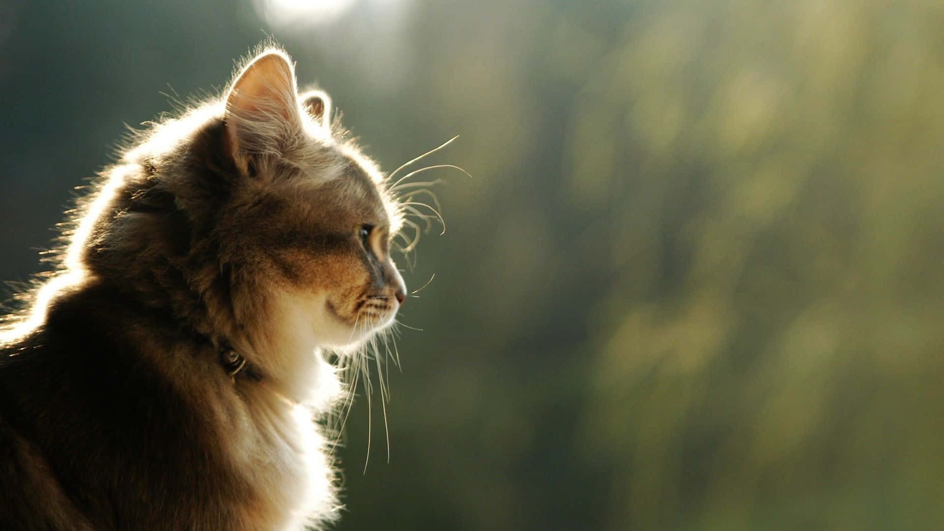 cat desktop, 1920 x 1080, fluffy cat, Full HD Desktop Wallpaper