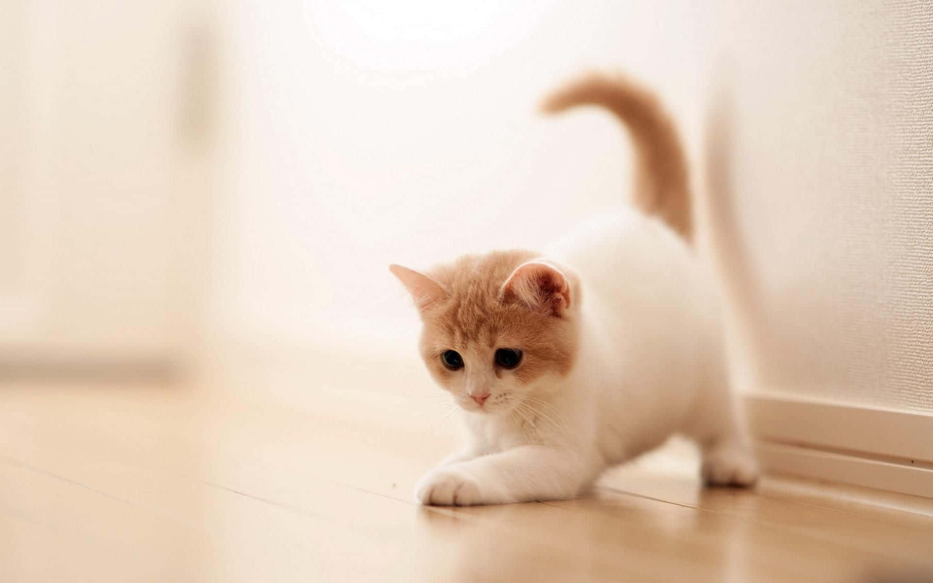 cat desktop, 1920 x 1200 wallpaper, fluffy cream and white kitten, Full HD Desktop Wallpaper