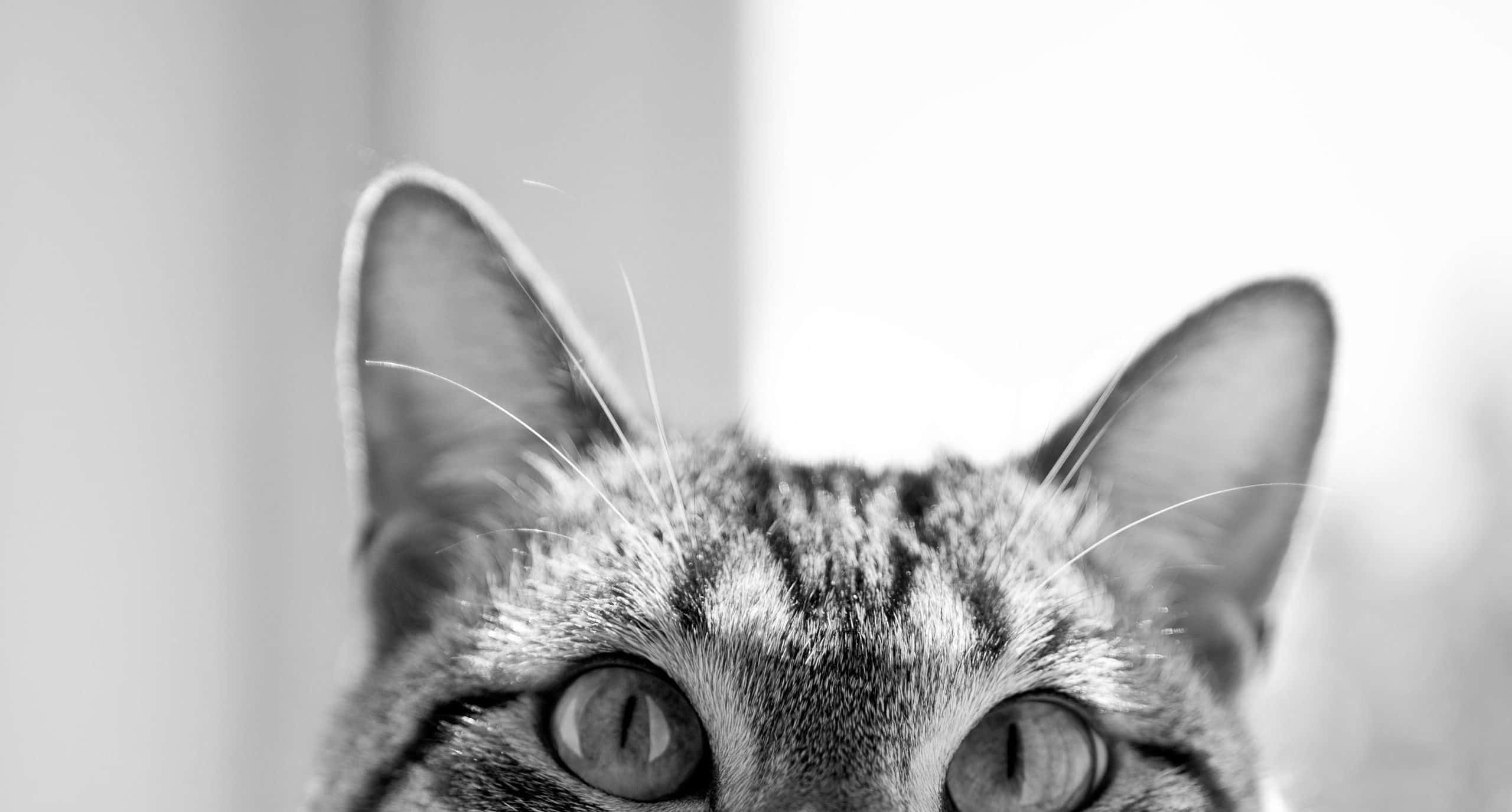 cat desktop, 2560 x 1375, tabby cat, 2K Desktop Wallpaper