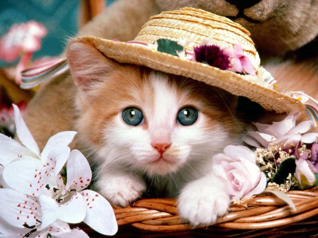 Cat Desktop, orange and white kitten, straw hat, SD Desktop Wallpaper