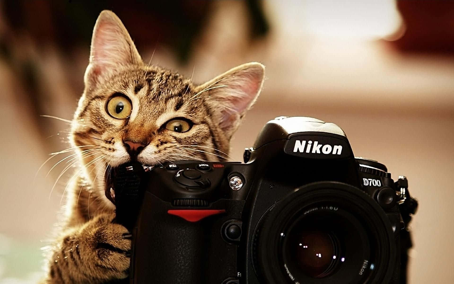 tabby cat, black Nikon D700 DSLR camera, wide eyes, Full HD Desktop Wallpaper