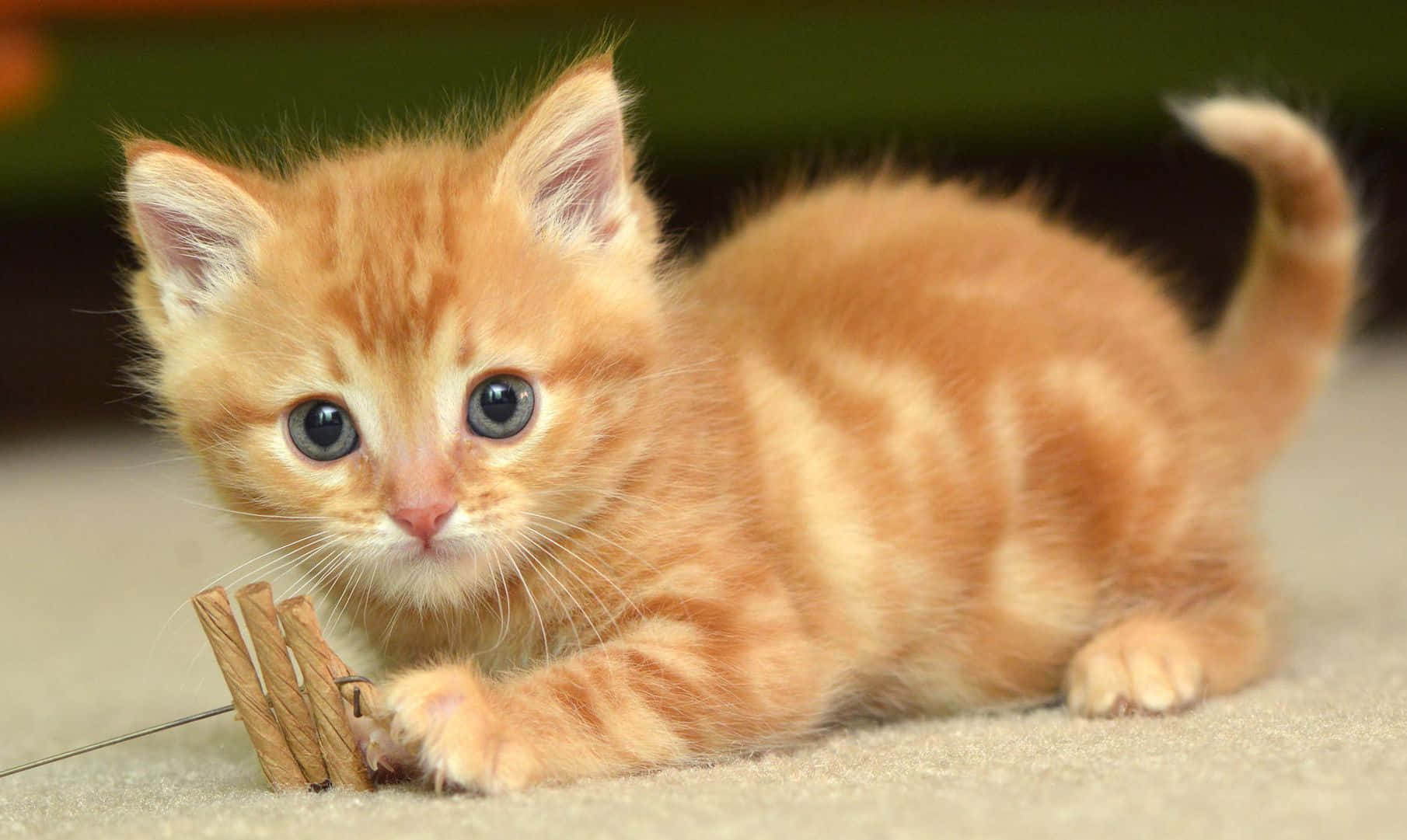 cat desktop, fluffy orange tabby kitten, big blue eyes, HD Desktop Wallpaper