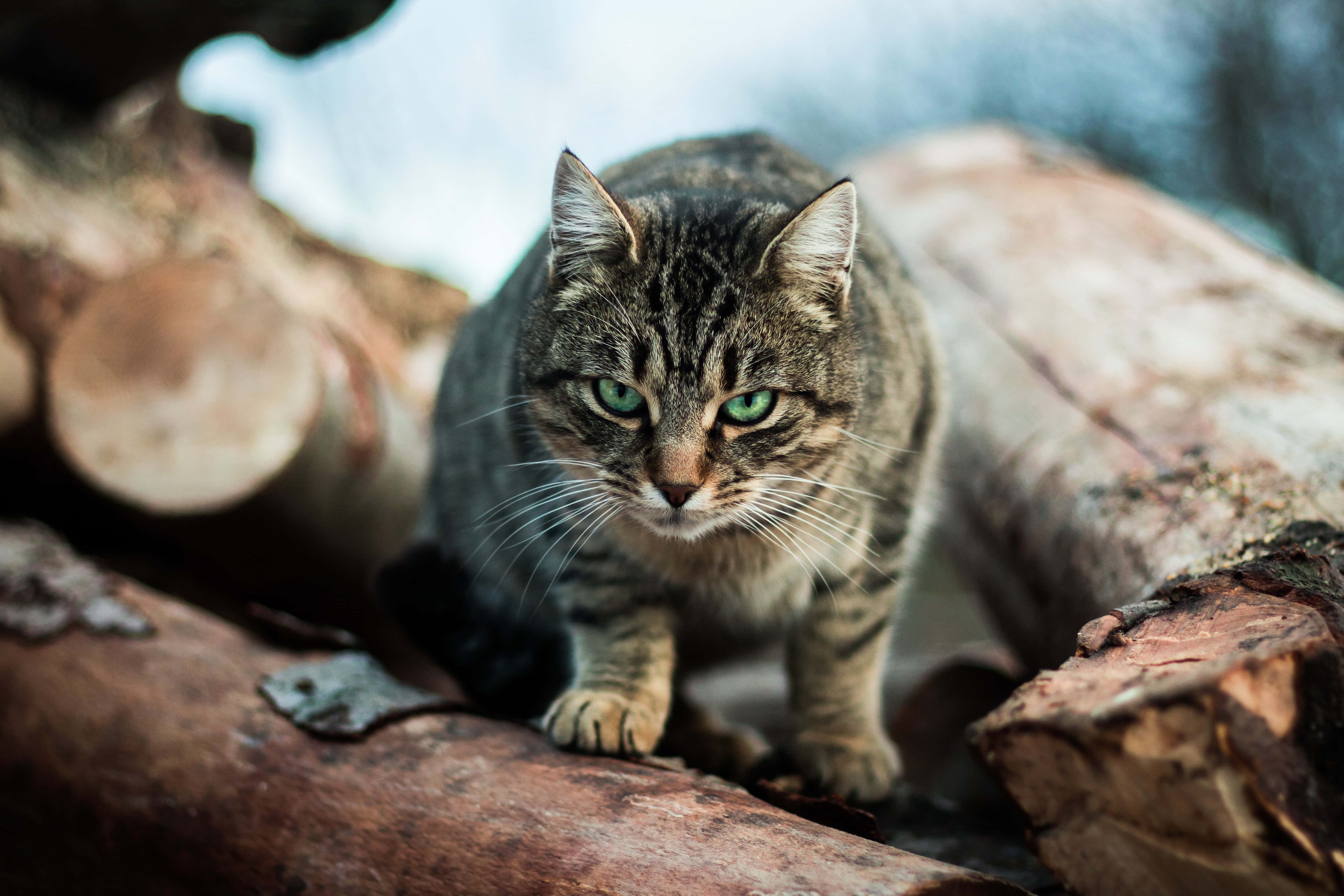 chubby glaring cute cat pfp, Adorable Chubby Cat Posing with a Glare, tabby cat, 5K Desktop Wallpaper