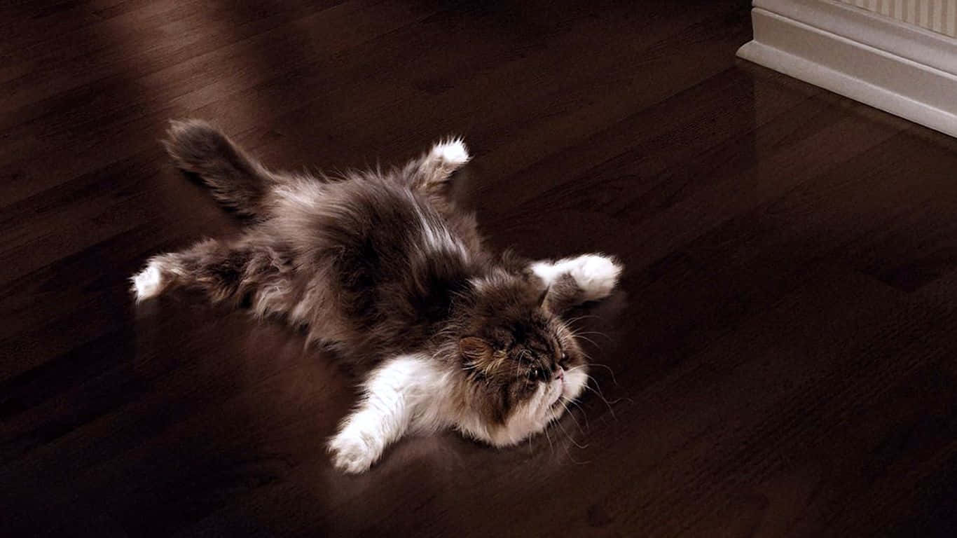 Cat Desktop, 1366 x 768, fluffy brown and white cat, HD Desktop Wallpaper