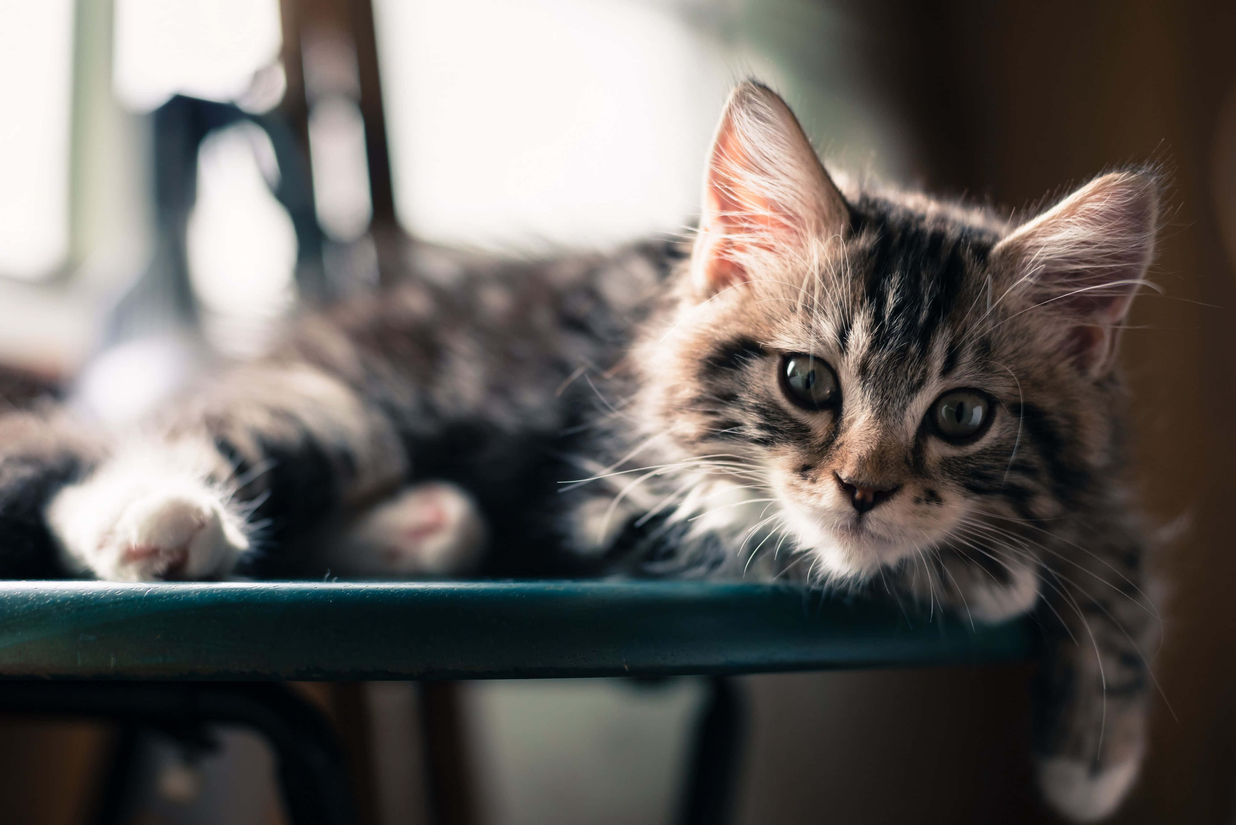 Cat Desktop, fluffy tabby kitten, green eyes, 4K Desktop Wallpaper