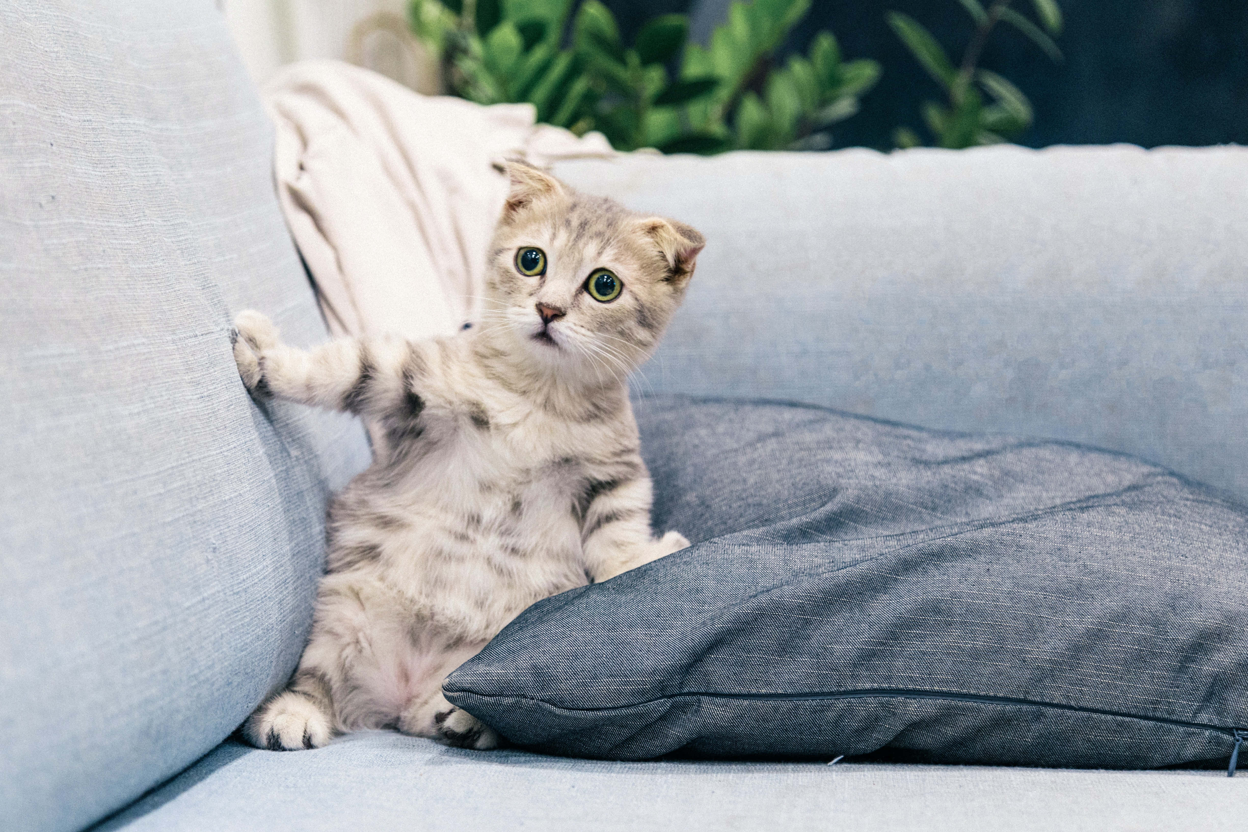 fluffy tabby kitten, bright green eyes, light blue sofa cushion, 4K Desktop Wallpaper