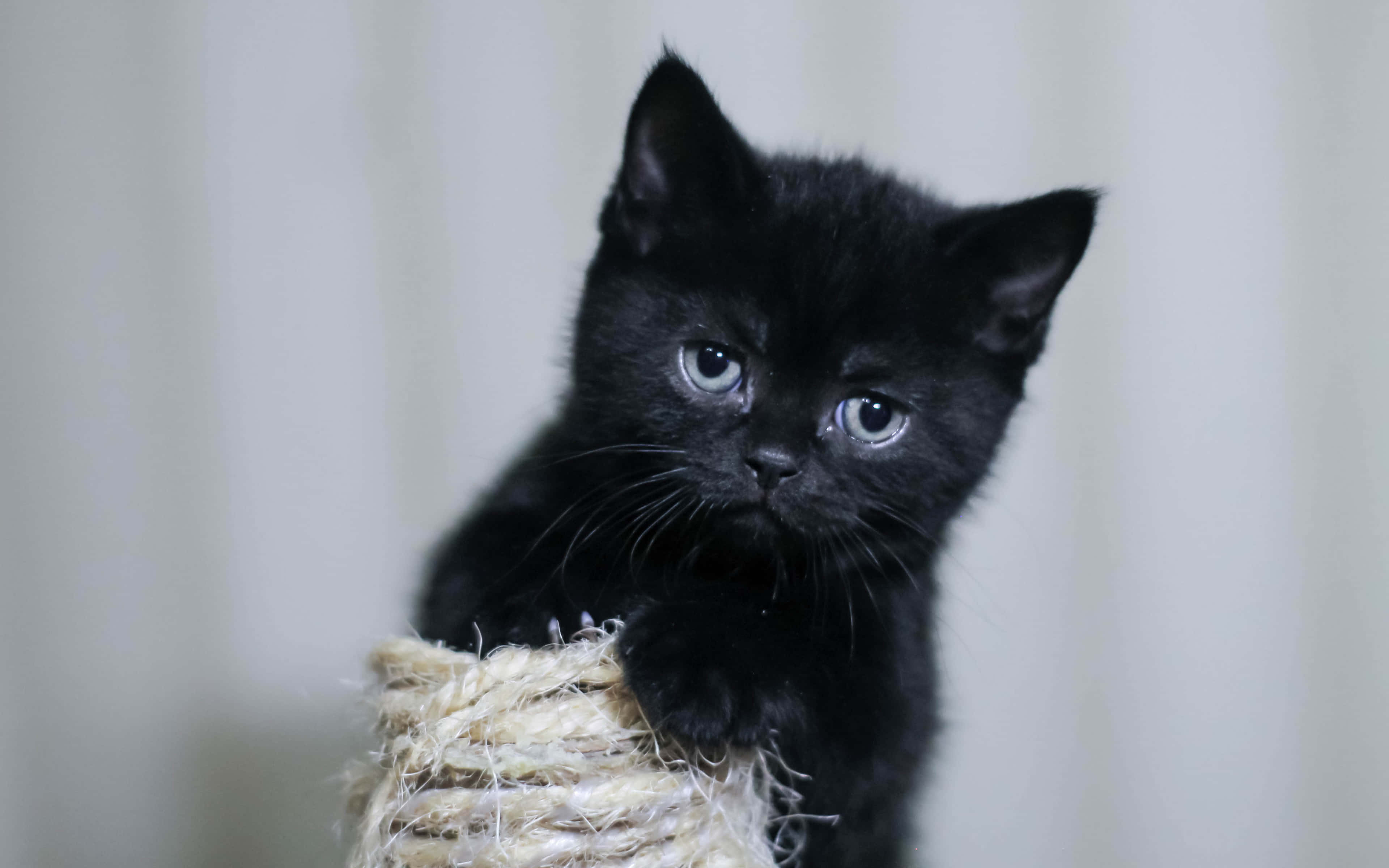 black kitten, striking blue eyes, rope scratching post, 4K Desktop Wallpaper