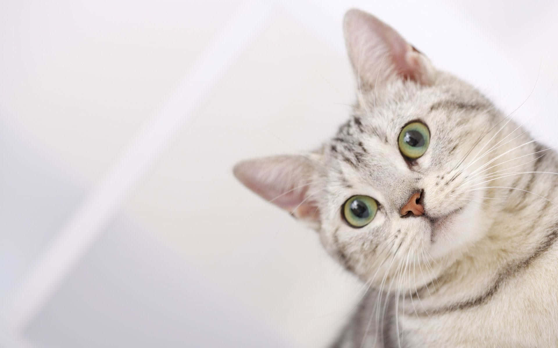 silver tabby cat, green eyes, soft white background, Full HD Desktop Wallpaper