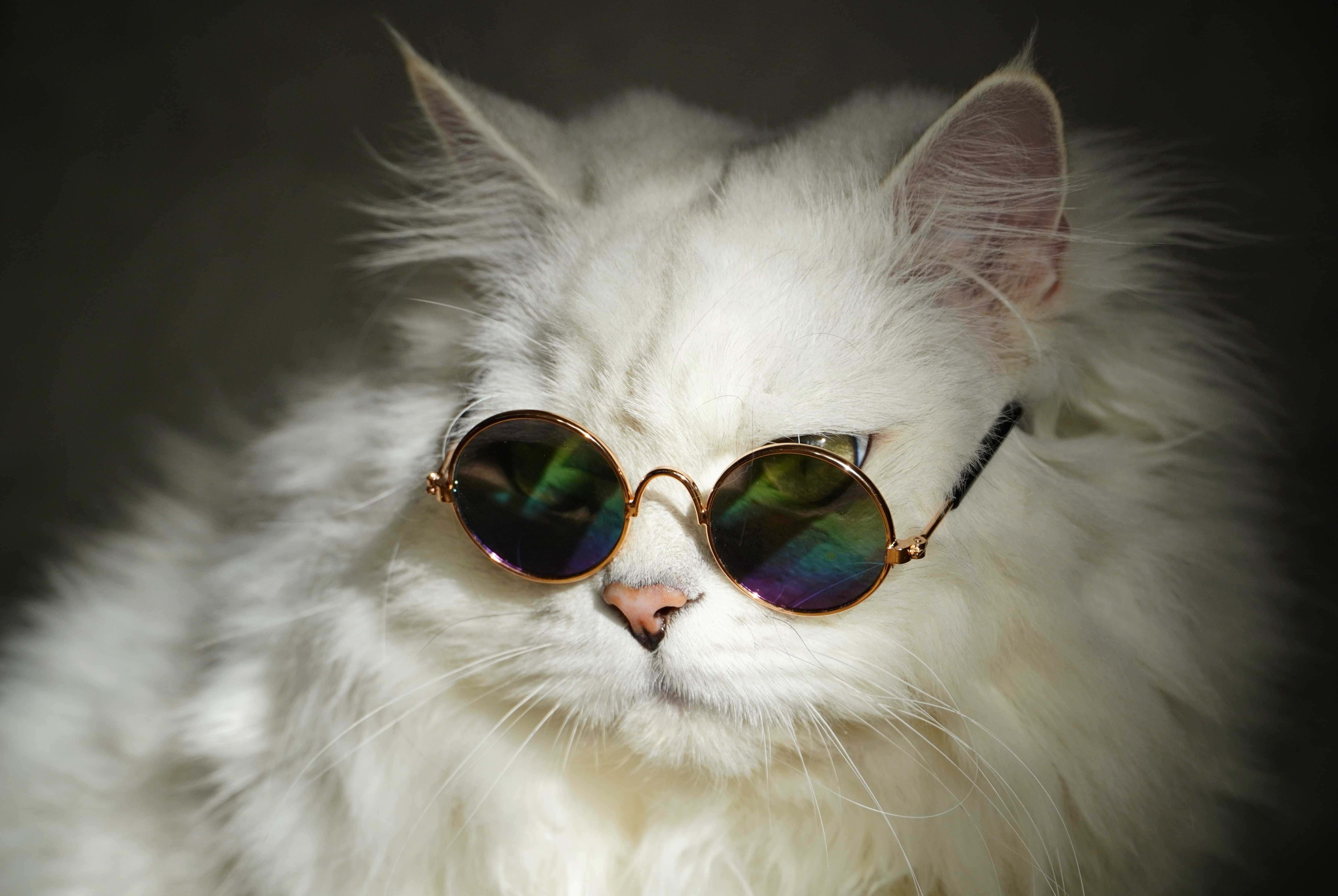 sunglasses, cute cat, fluffy white cat, 5K Desktop Wallpaper