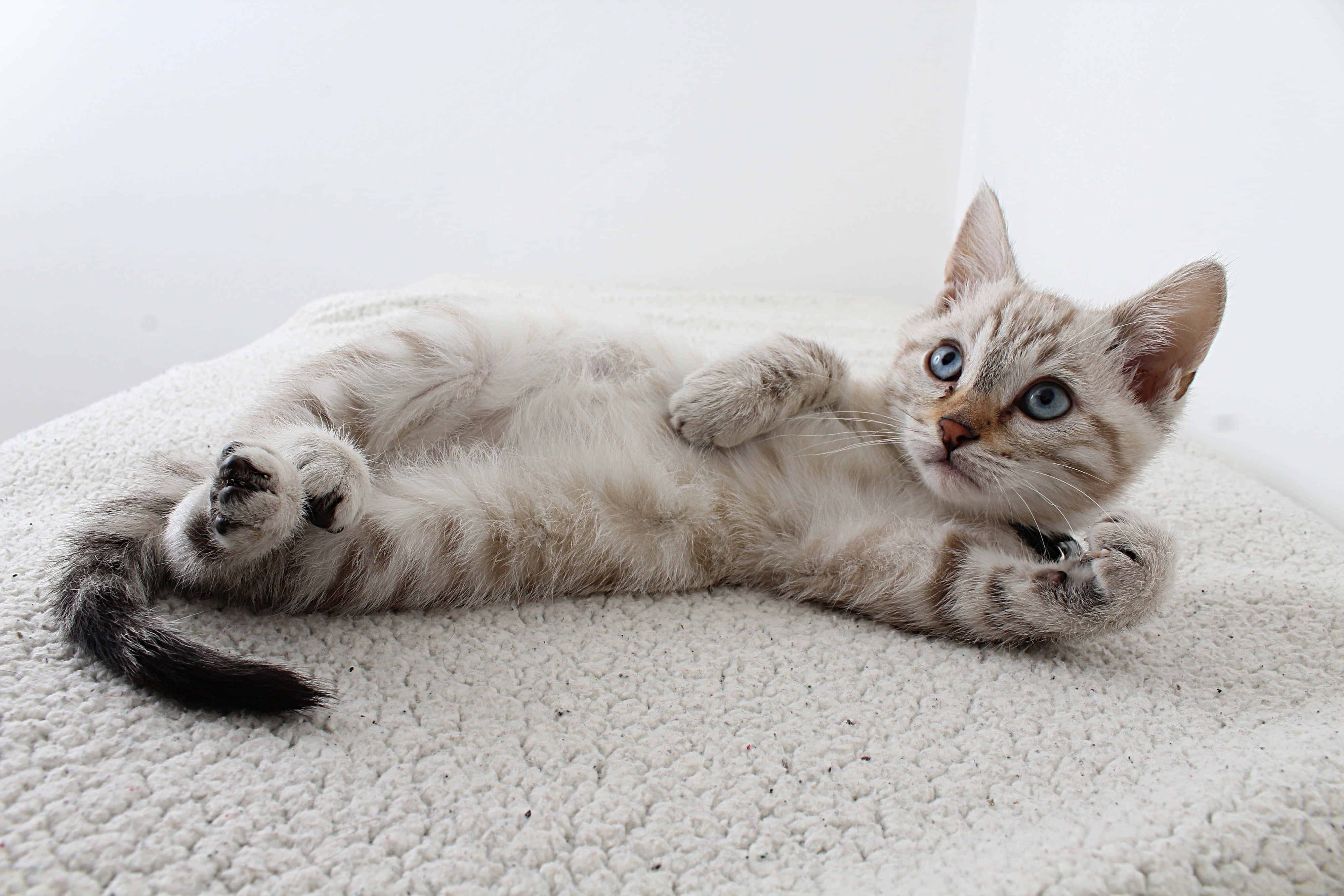 fluffy tabby kitten, bright blue eyes, soft white rug, 4K Desktop Wallpaper