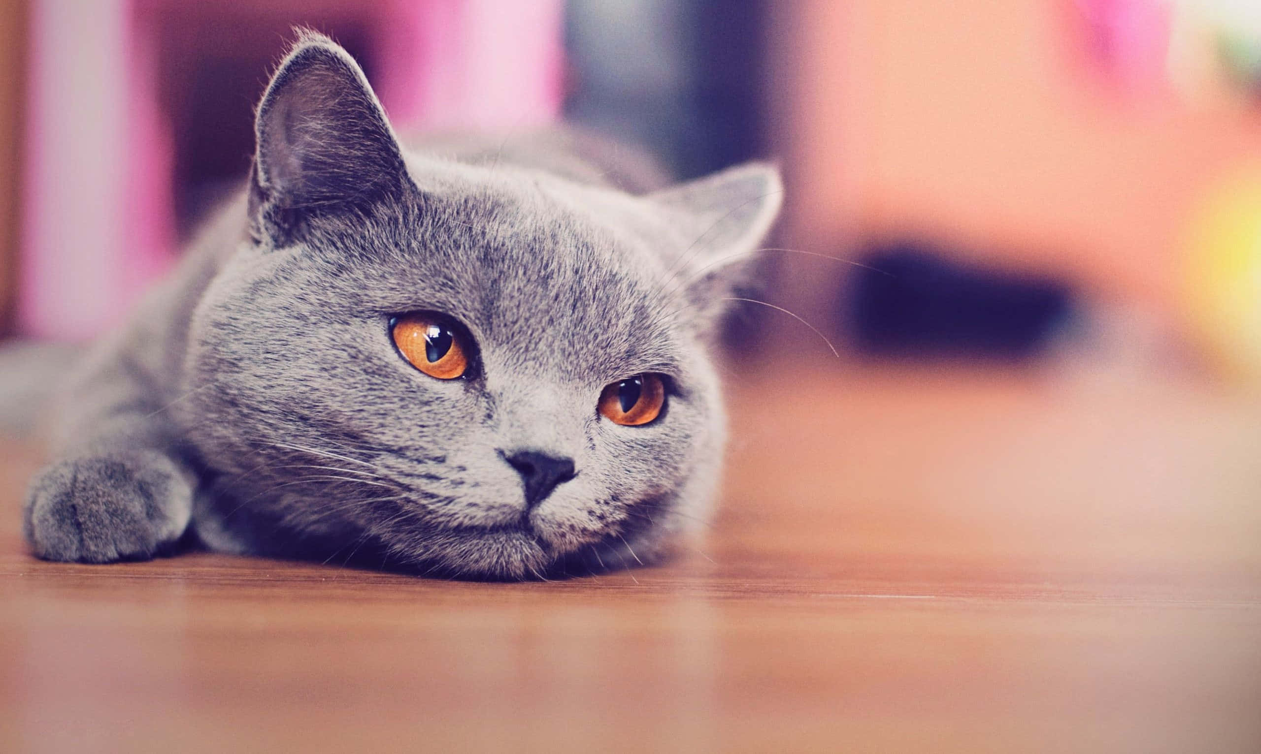 cat desktop, 2560 x 1532, gray British Shorthair, 2K Desktop Wallpaper