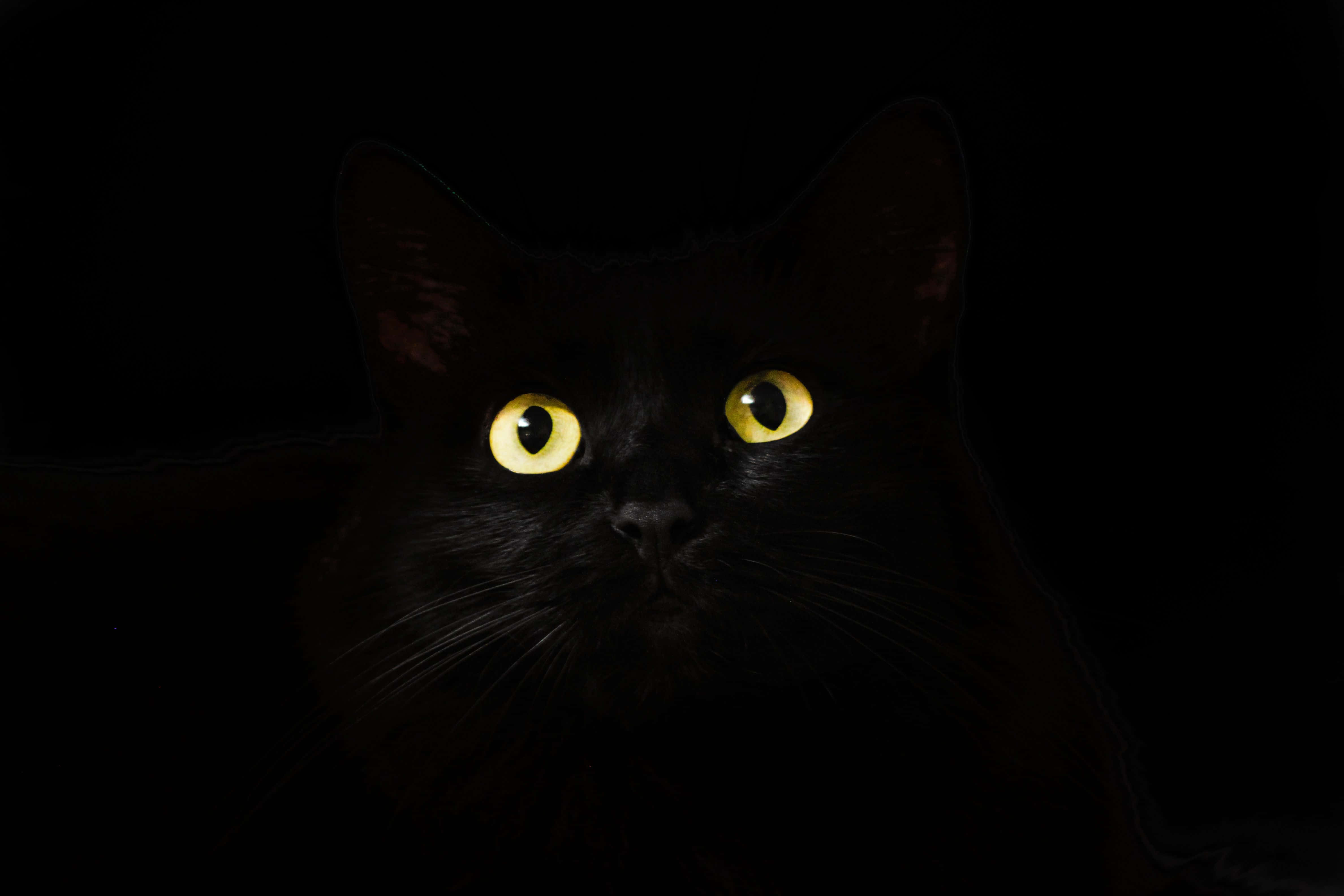 black cat, glowing yellow eyes, total darkness, 4K Desktop Wallpaper