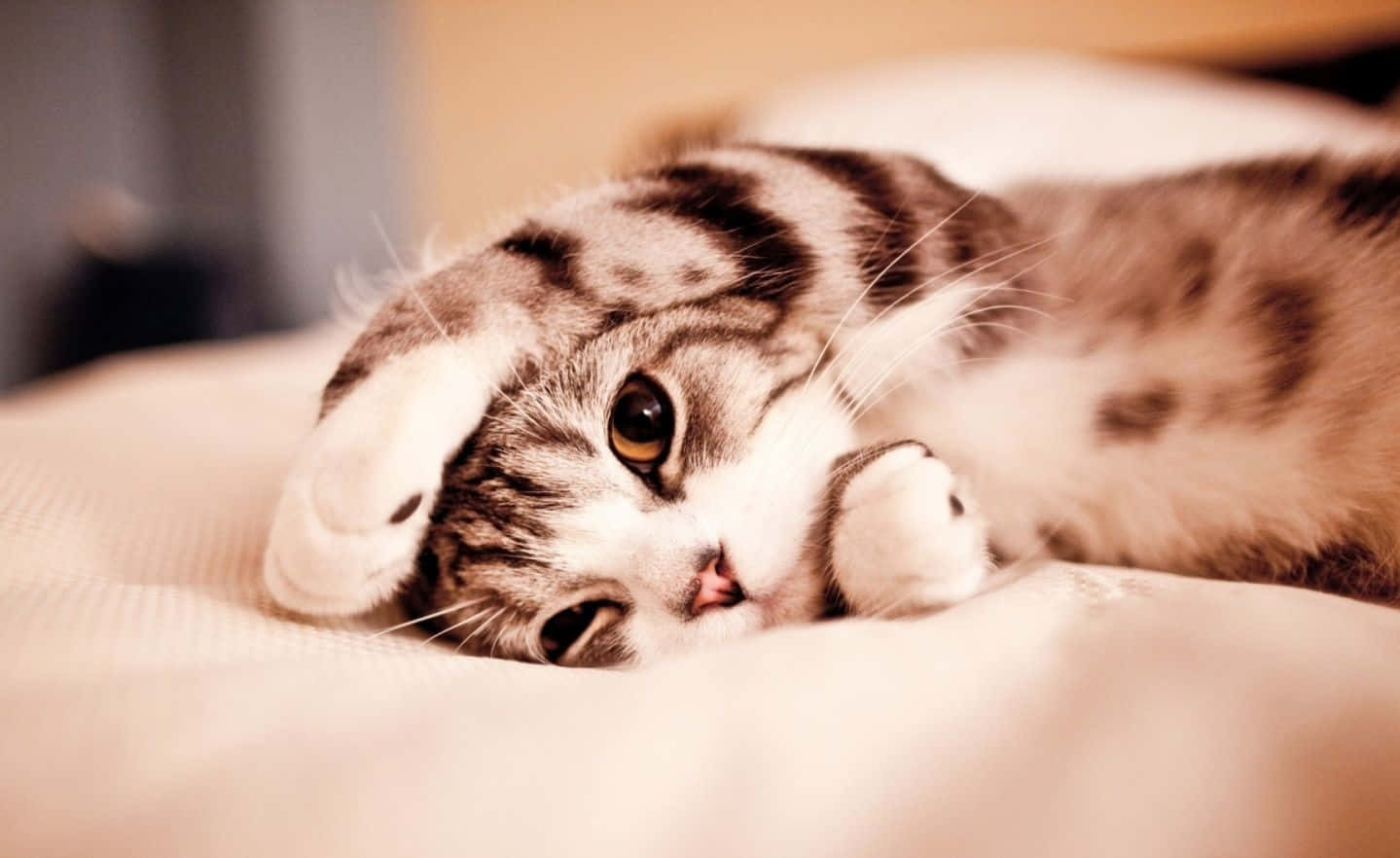 cat desktop, tabby cat, folded ears, HD Desktop Wallpaper