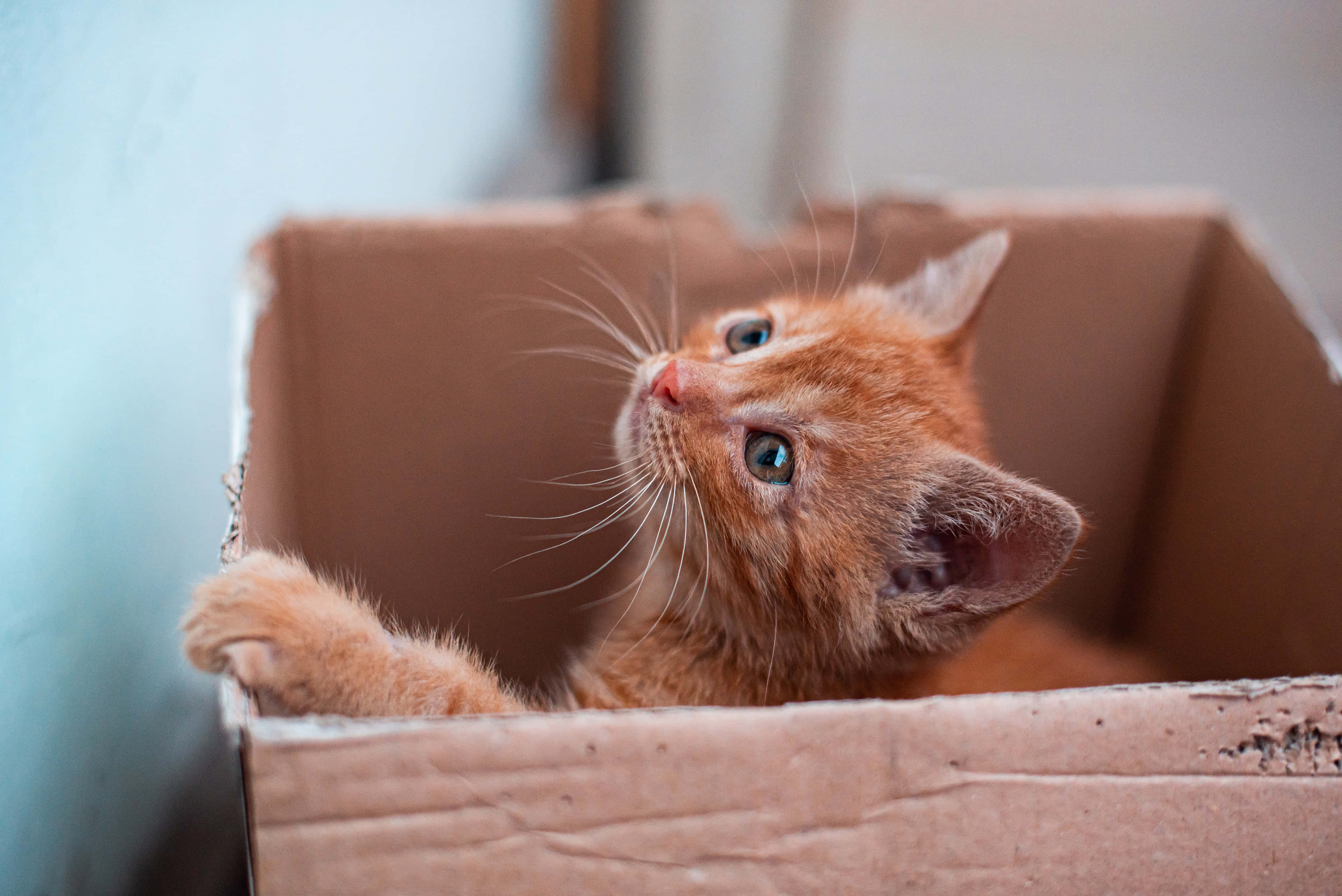 ginger kitten, bright blue eyes, cardboard box, 4K Desktop Wallpaper