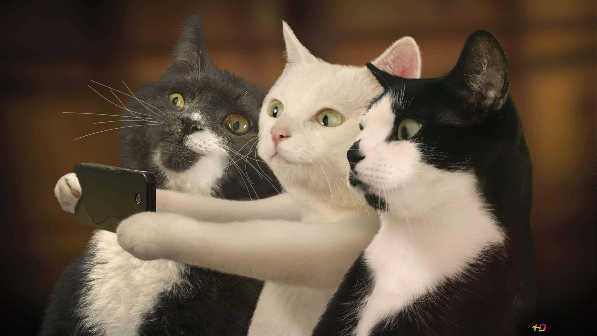 cat, selfie, smartphone, Full HD Desktop Wallpaper