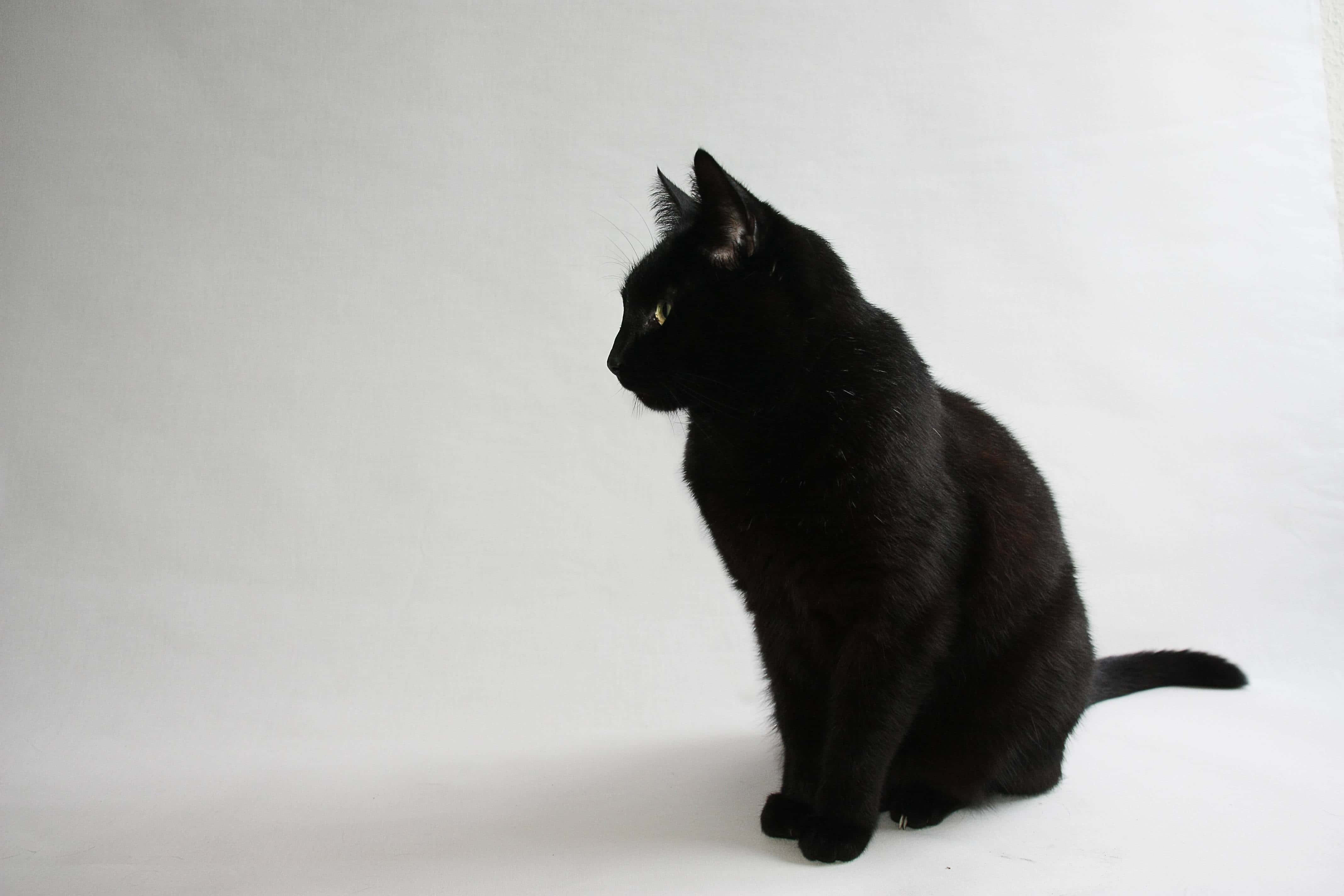 sitting black cute cat pfp, sleek black cat, golden eyes, 4K Desktop Wallpaper