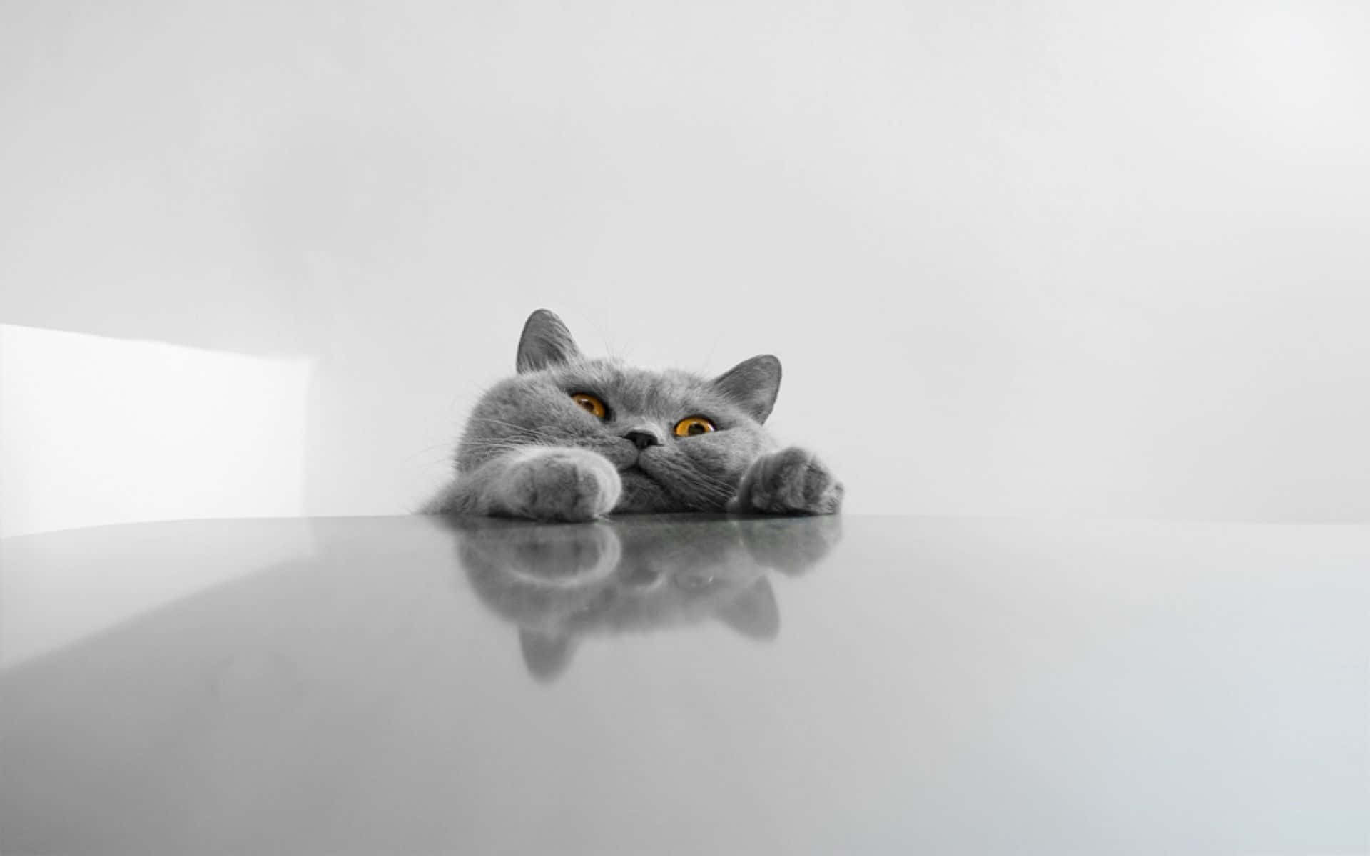 cat desktop, 1920 x 1200, gray cat, Full HD Desktop Wallpaper