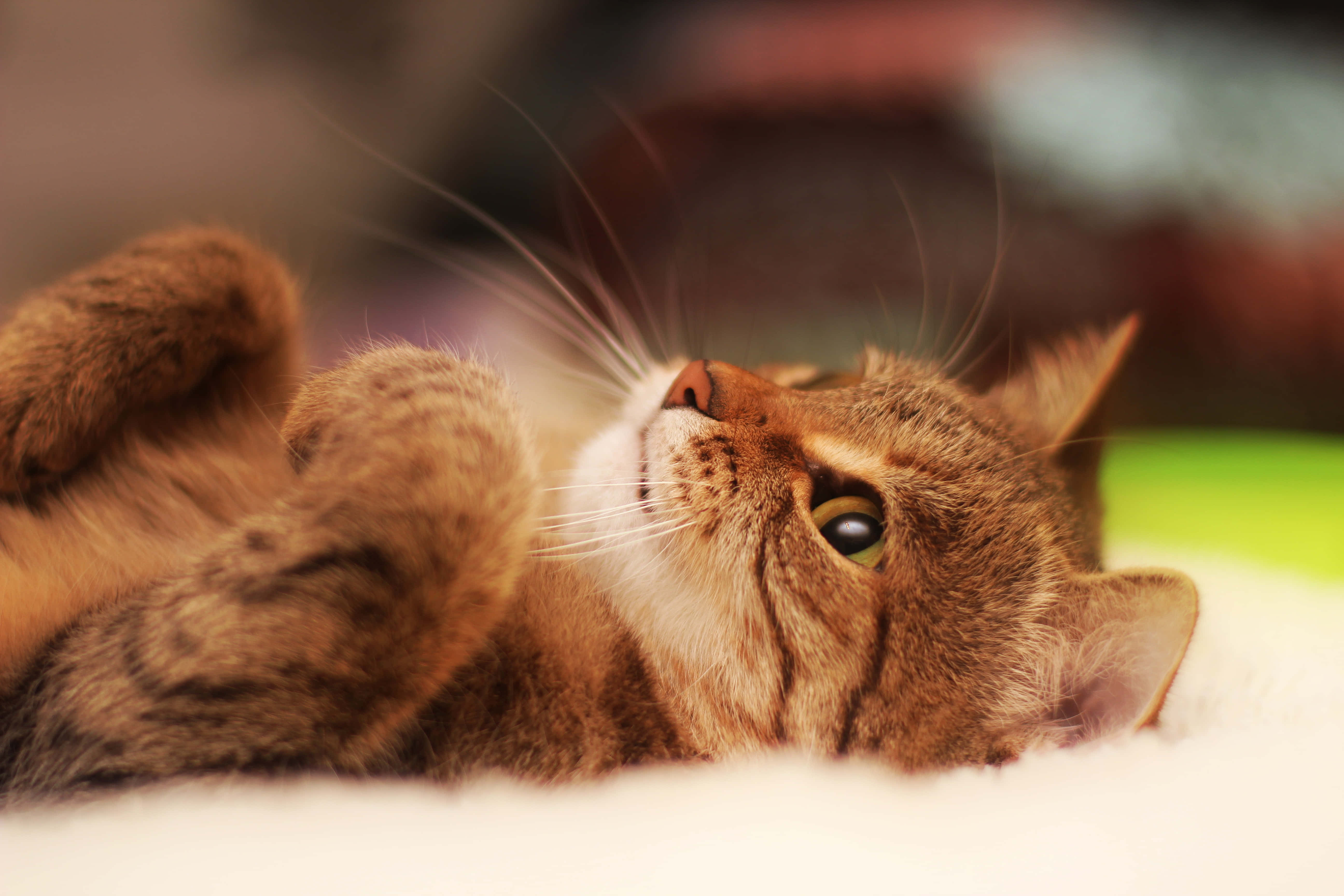 tabby cat, white surface, paws up, 5K Desktop Wallpaper