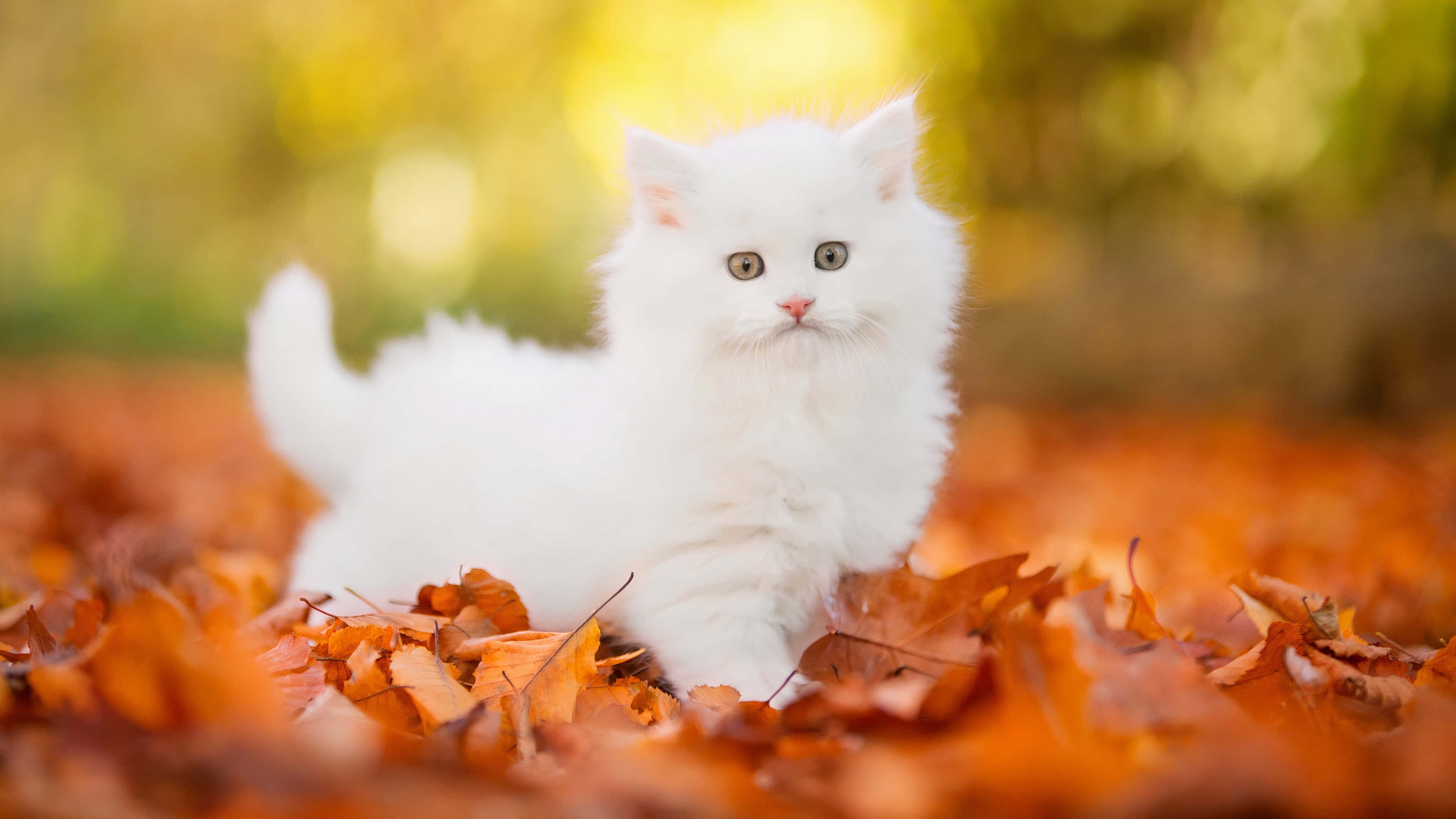 autumn, orange autumn leaves, golden sunlight, 4K Desktop Wallpaper