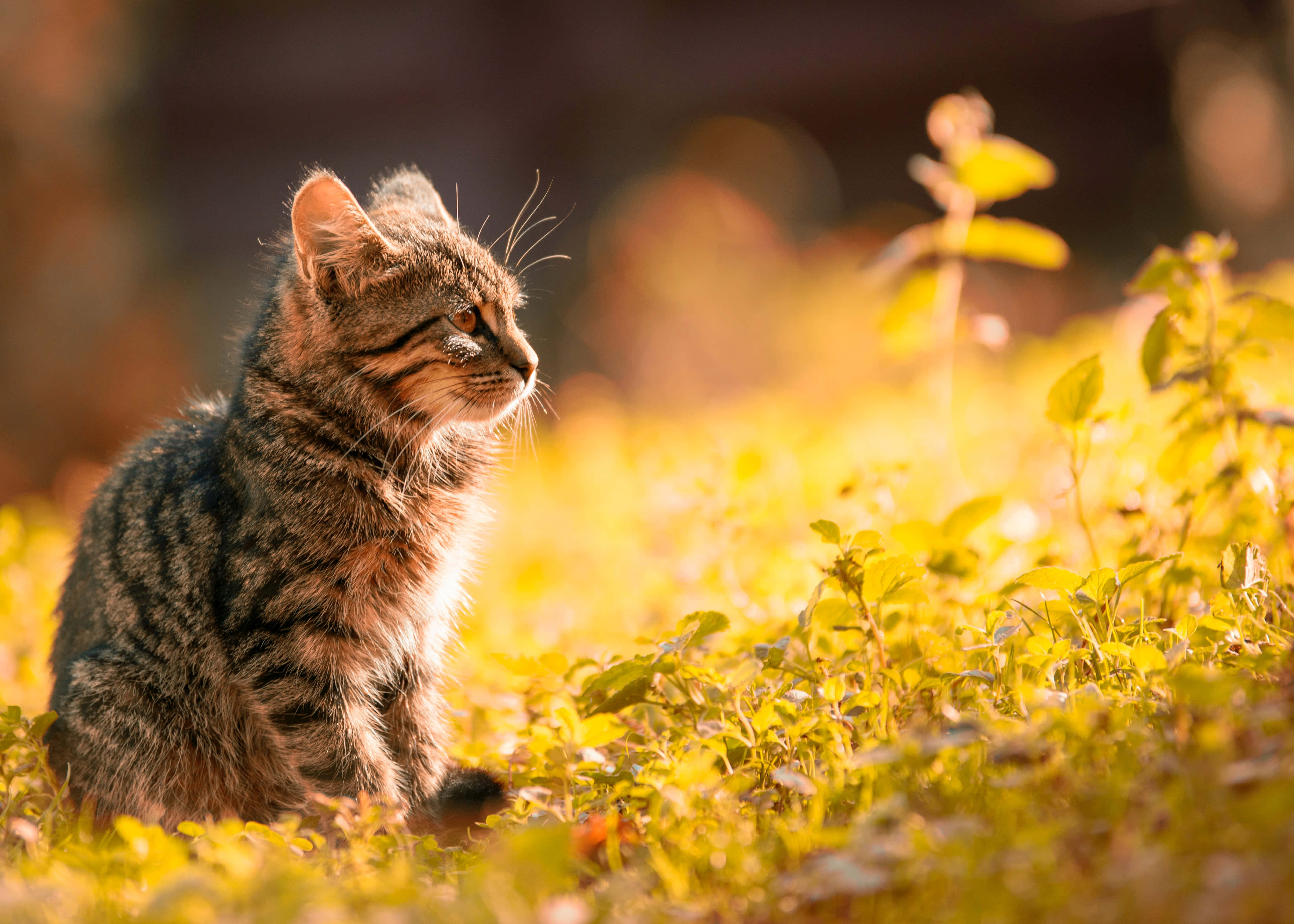 gold light, tabby kitten, golden sunlight, 4K Desktop Wallpaper