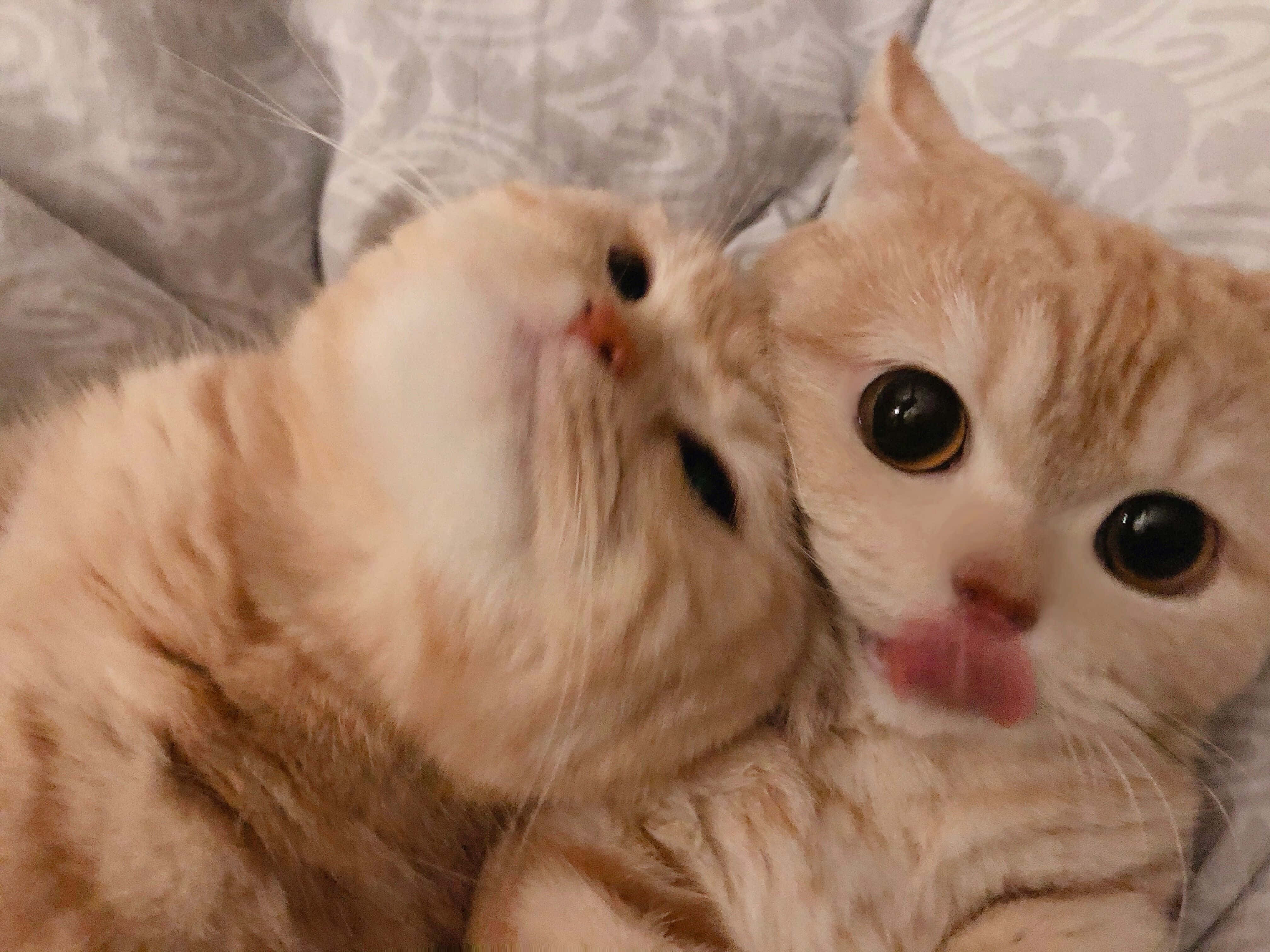 orange tabby cats, cuddling, patterned bedspread, 4K Desktop Wallpaper