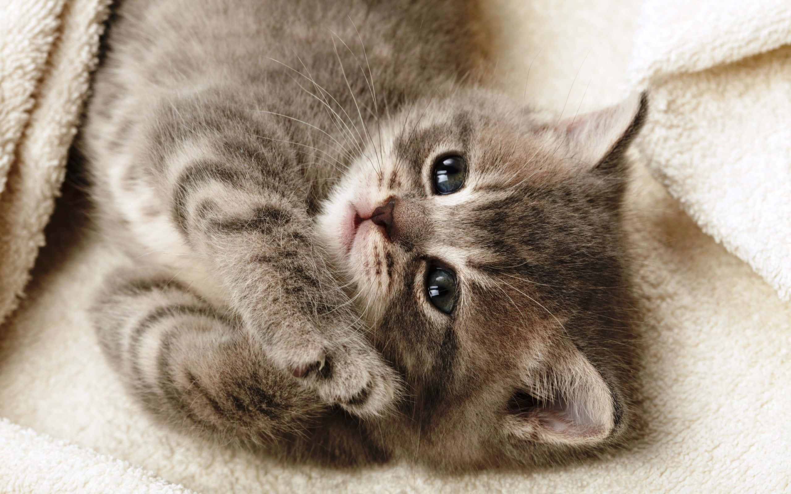 cat desktop, 2560 x 1600, fluffy gray tabby kitten, 2K Desktop Wallpaper