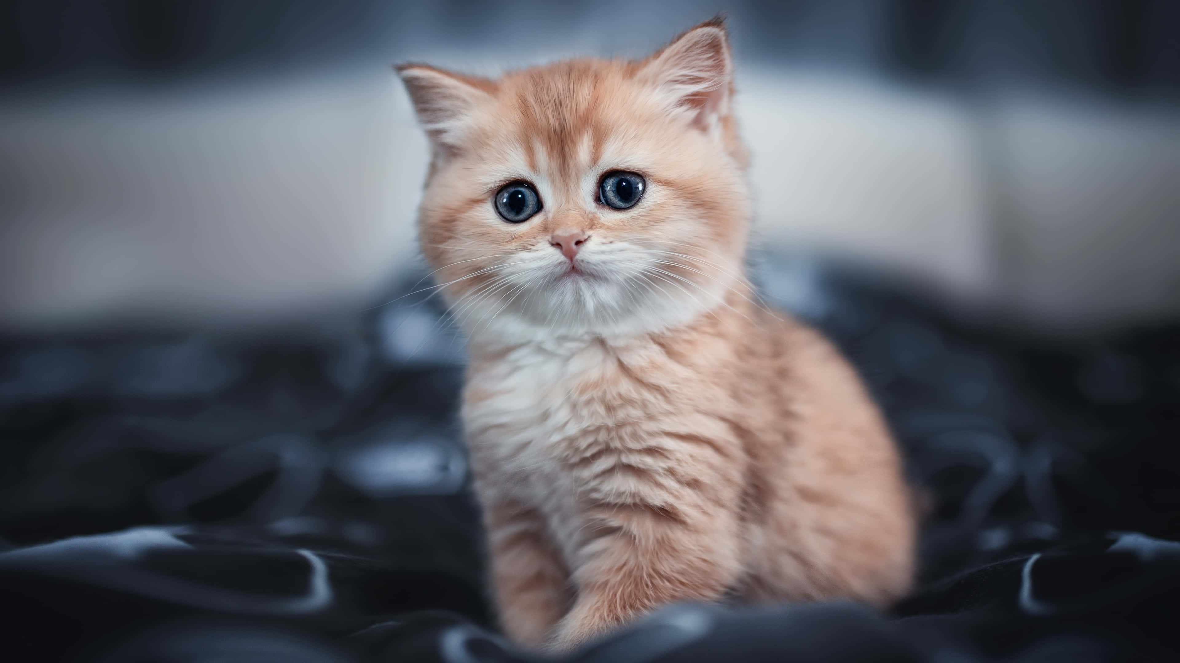 ginger kitten, wide blue eyes, dark satin surface, 4K Desktop Wallpaper