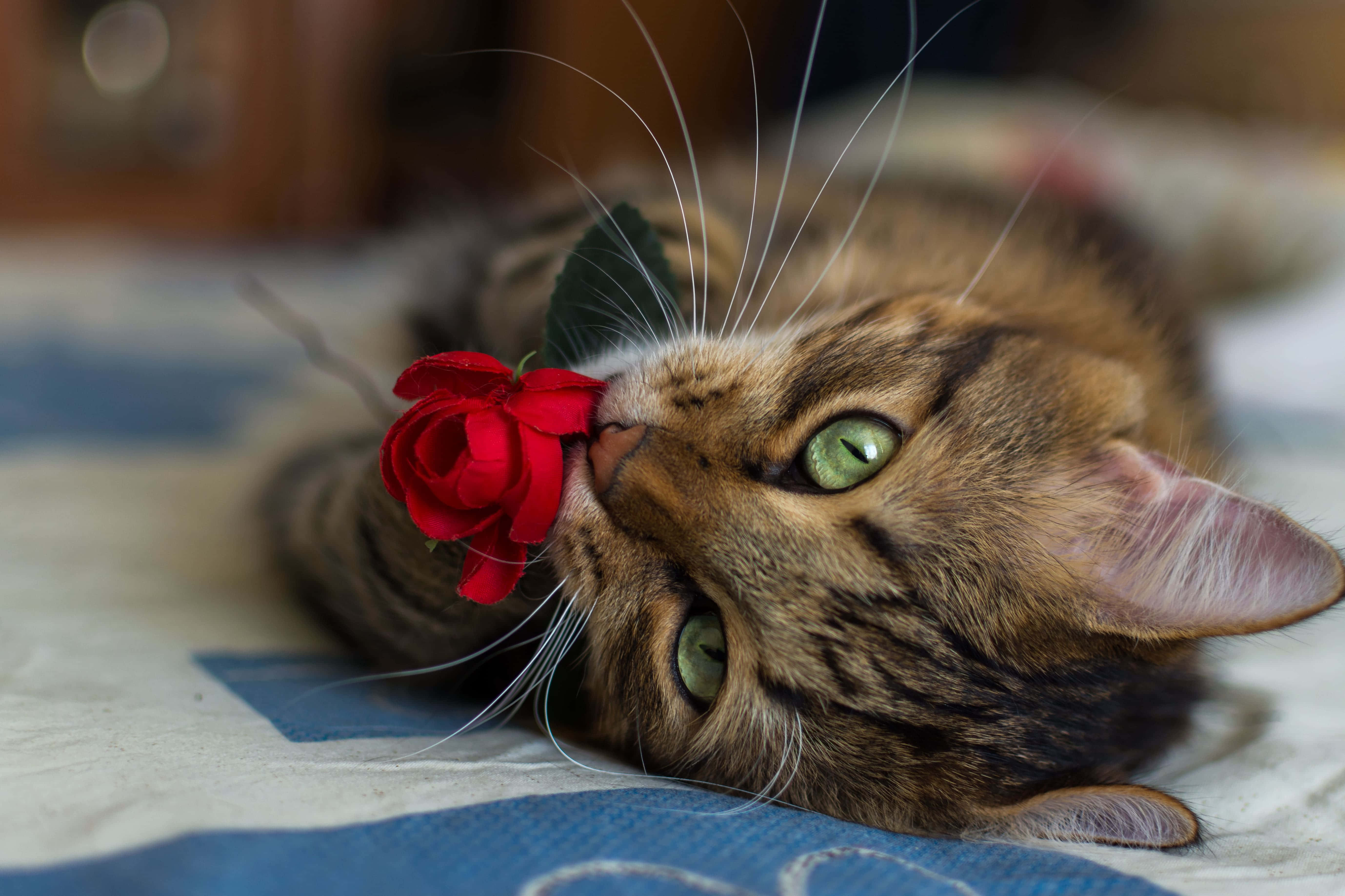 tabby cat, green eyes, blue patterned blanket, 5K Desktop Wallpaper