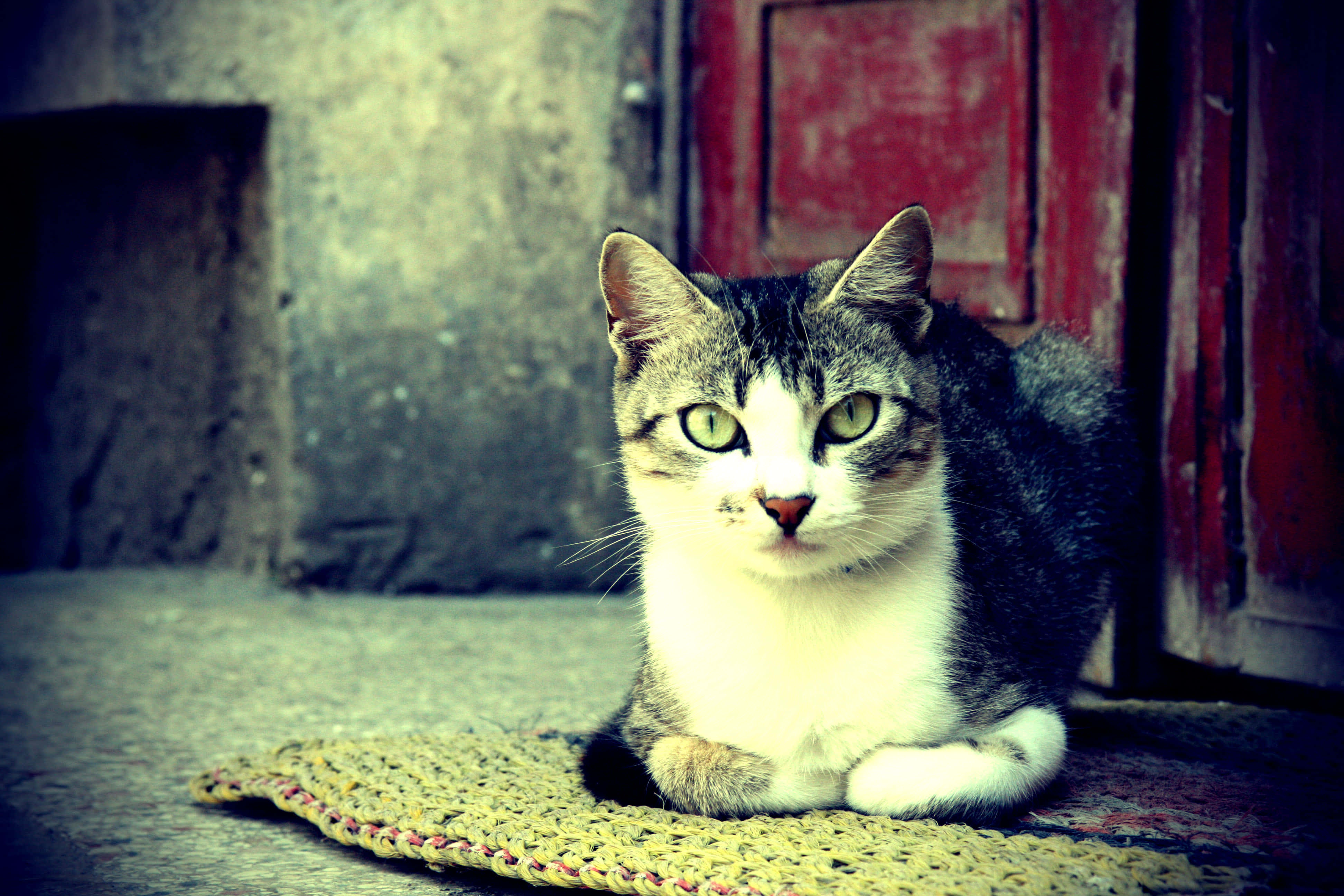 tabby cat, green eyes, woven mat, 4K Desktop Wallpaper