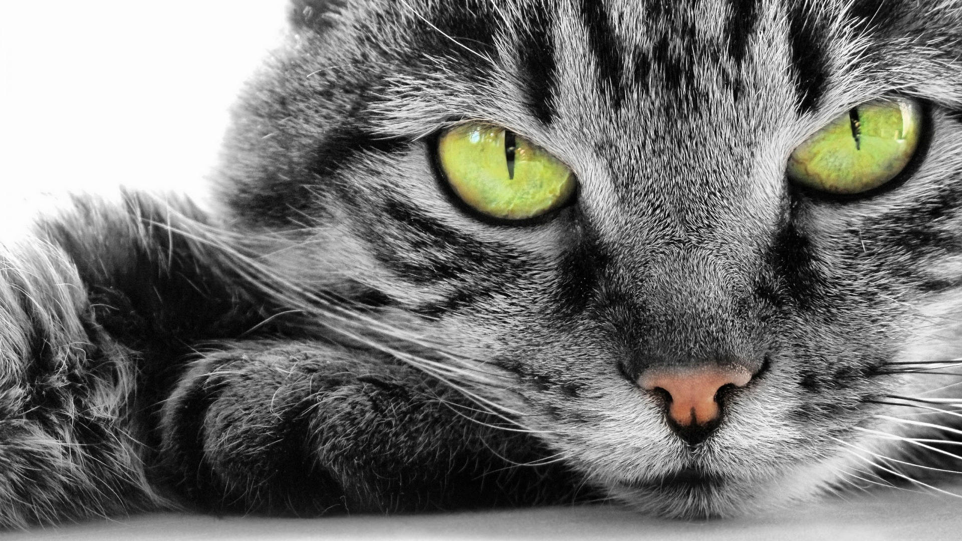 yellow eyed cat, gray tabby cat, green eyes, Full HD Desktop Wallpaper