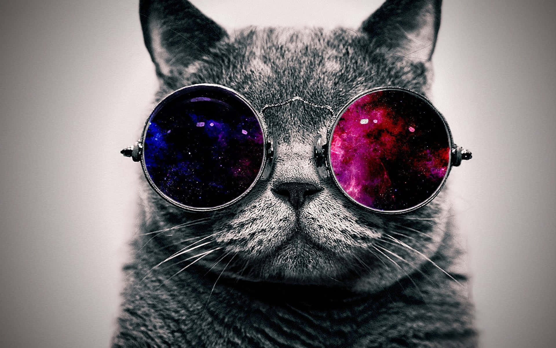 cat desktop, 1920 x 1200 wallpaper, gray cat, Full HD Desktop Wallpaper
