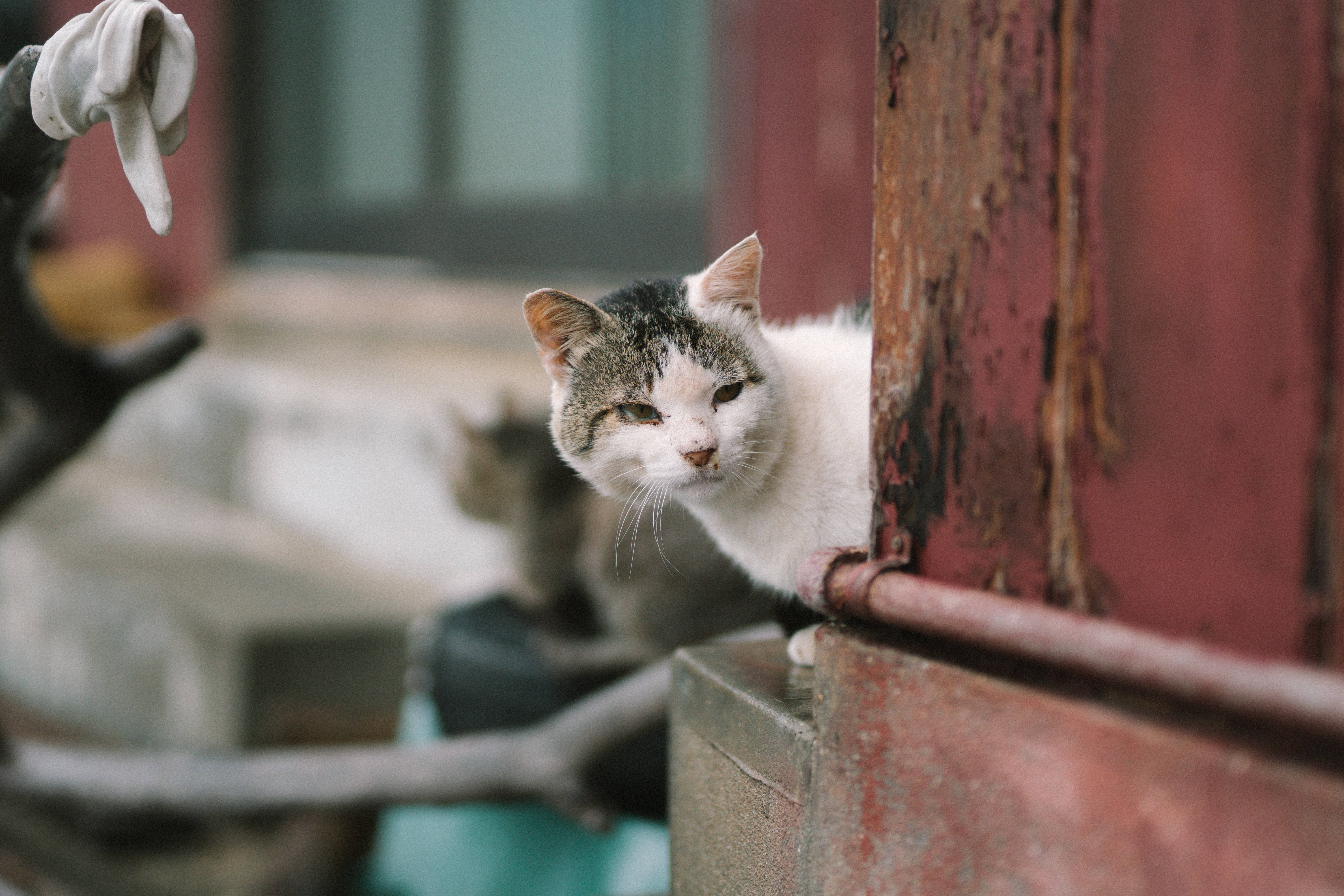 tabby and white cat, weathered red wooden doorframe, rustic outdoor setting, 5K Desktop Wallpaper