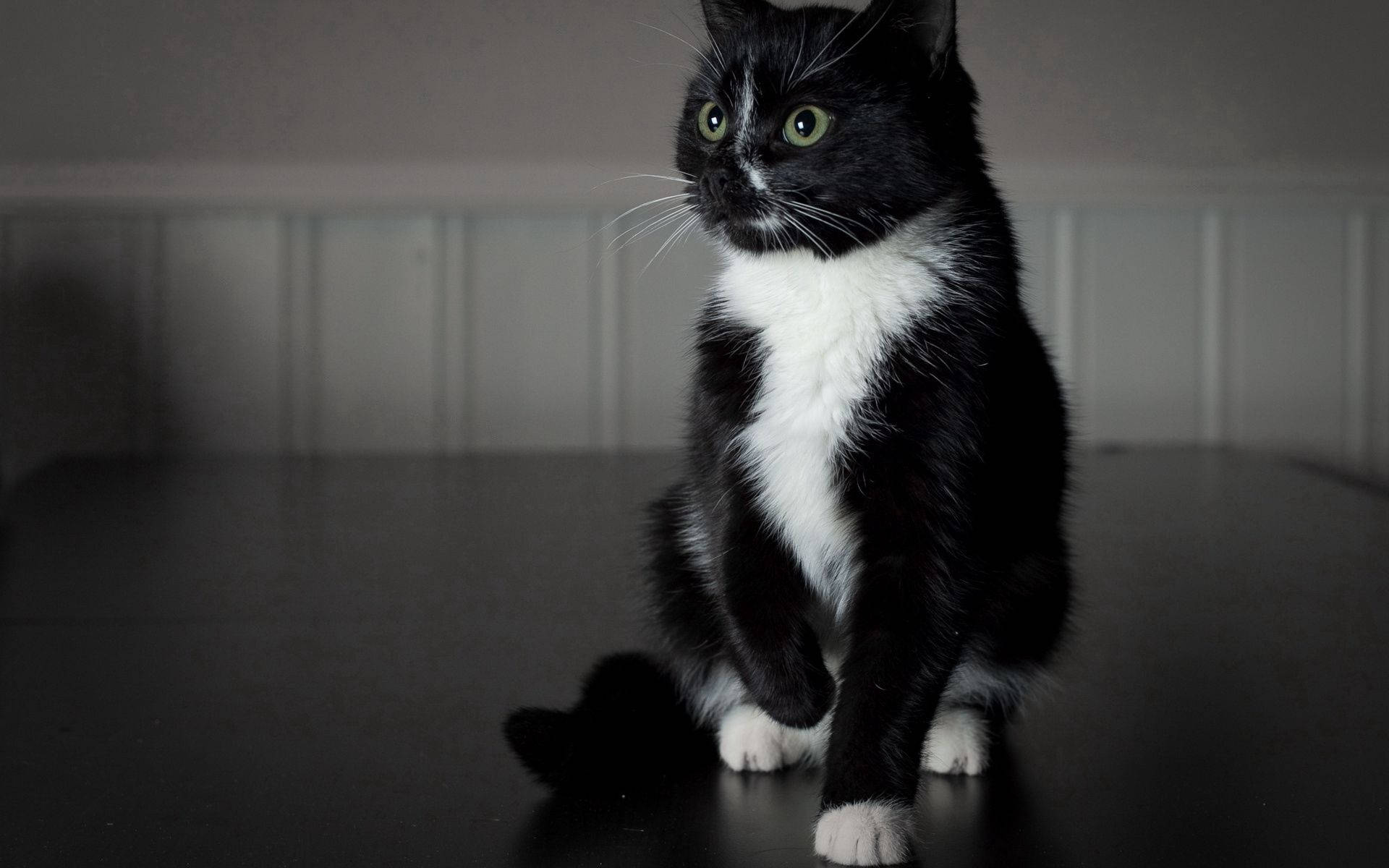black and white cat, striking green eyes, dark surface, Full HD Desktop Wallpaper