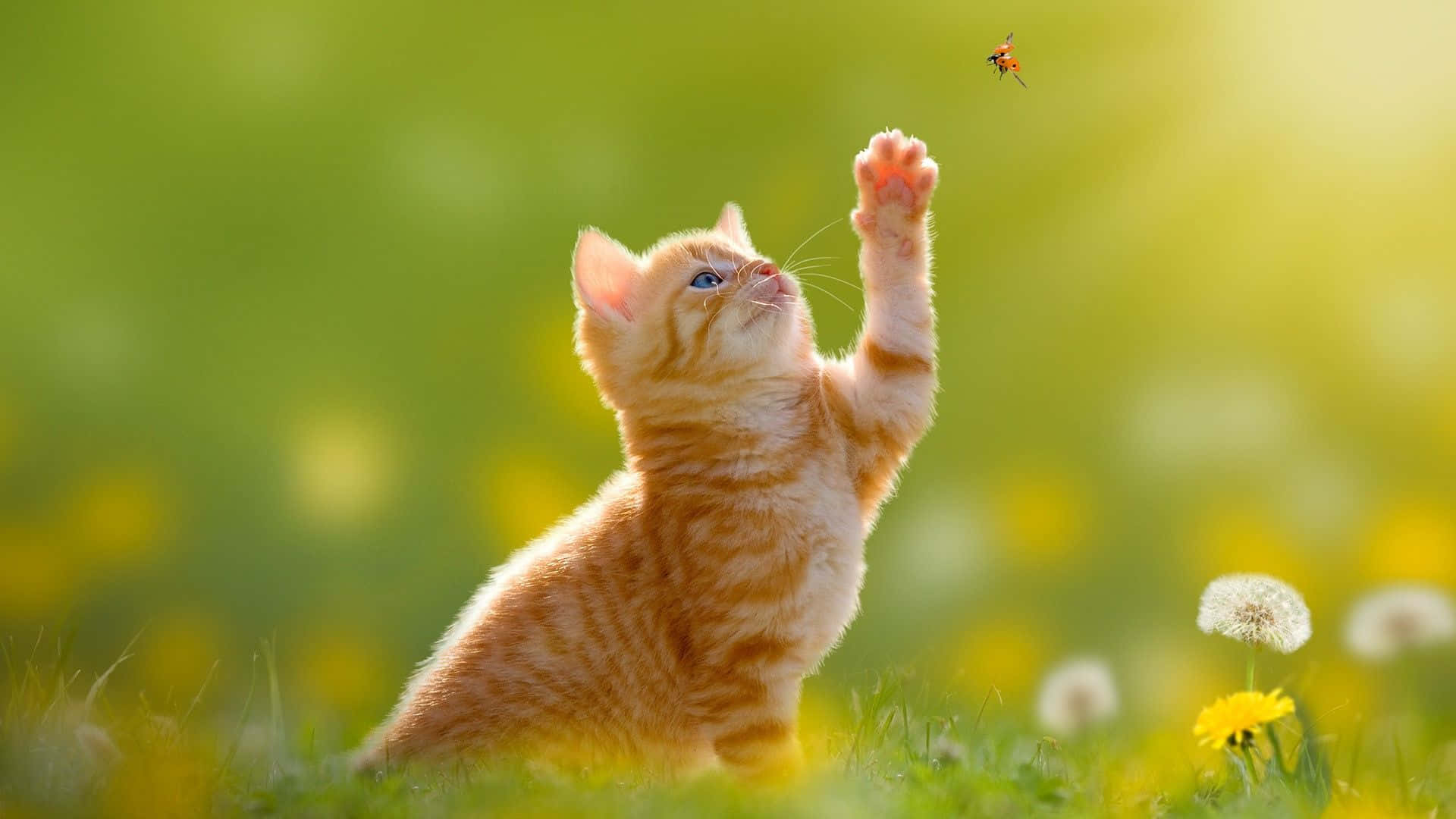 ginger cat, kitten, sunlit meadow, Full HD Desktop Wallpaper