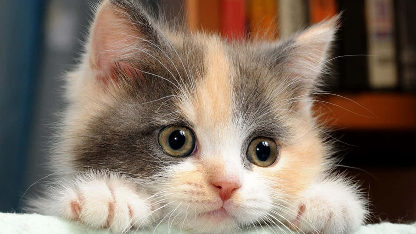 cat desktop, fluffy calico kitten, wide curious eyes, HD Desktop Wallpaper