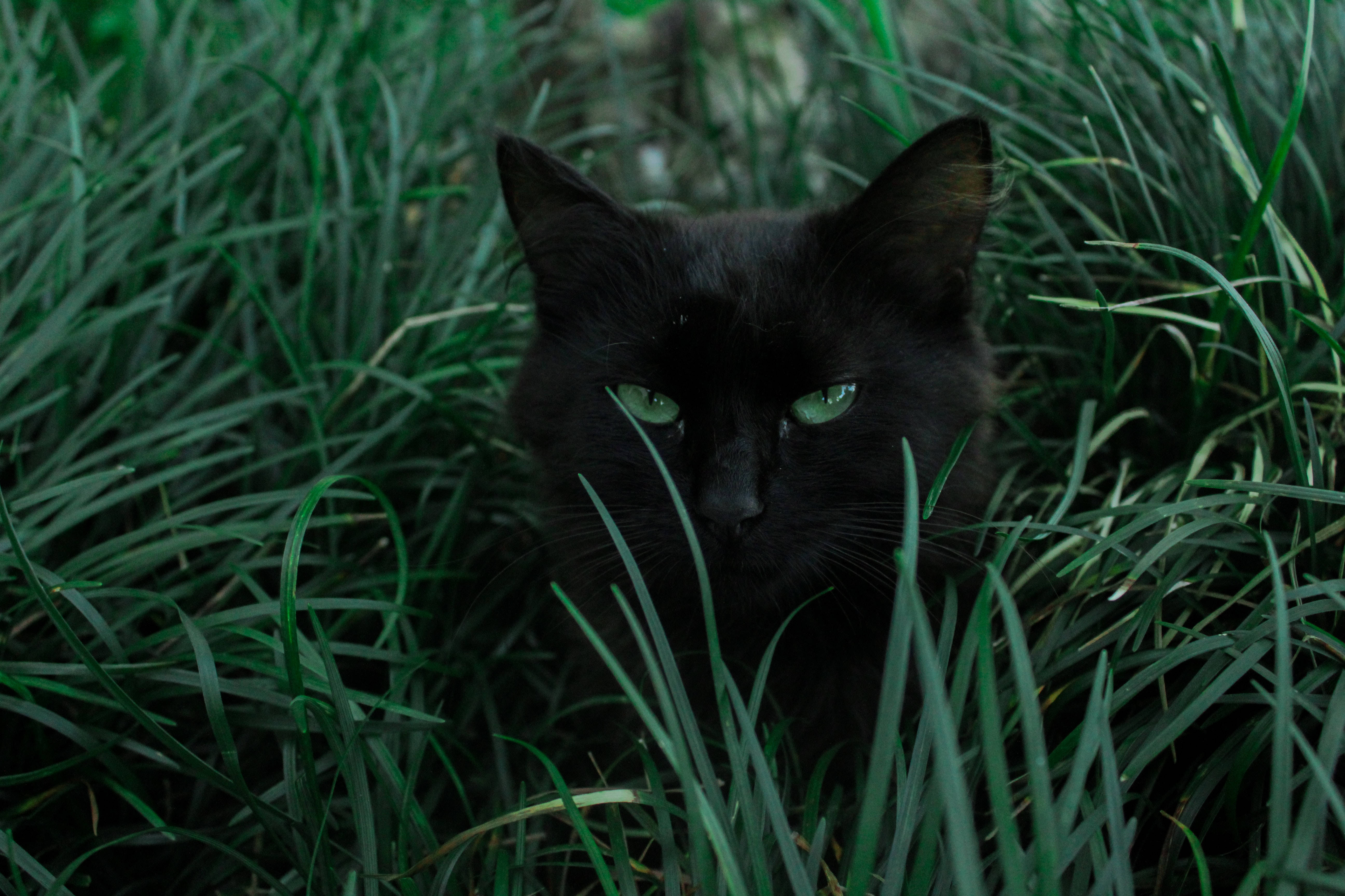 black cat, glowing green eyes, dense green grass, 5K Desktop Wallpaper