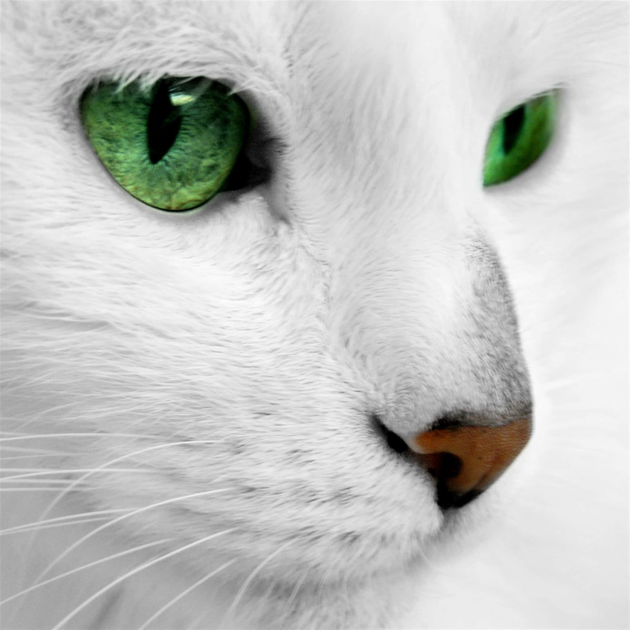 white cat, vivid green eyes, close-up, Full HD Desktop Wallpaper