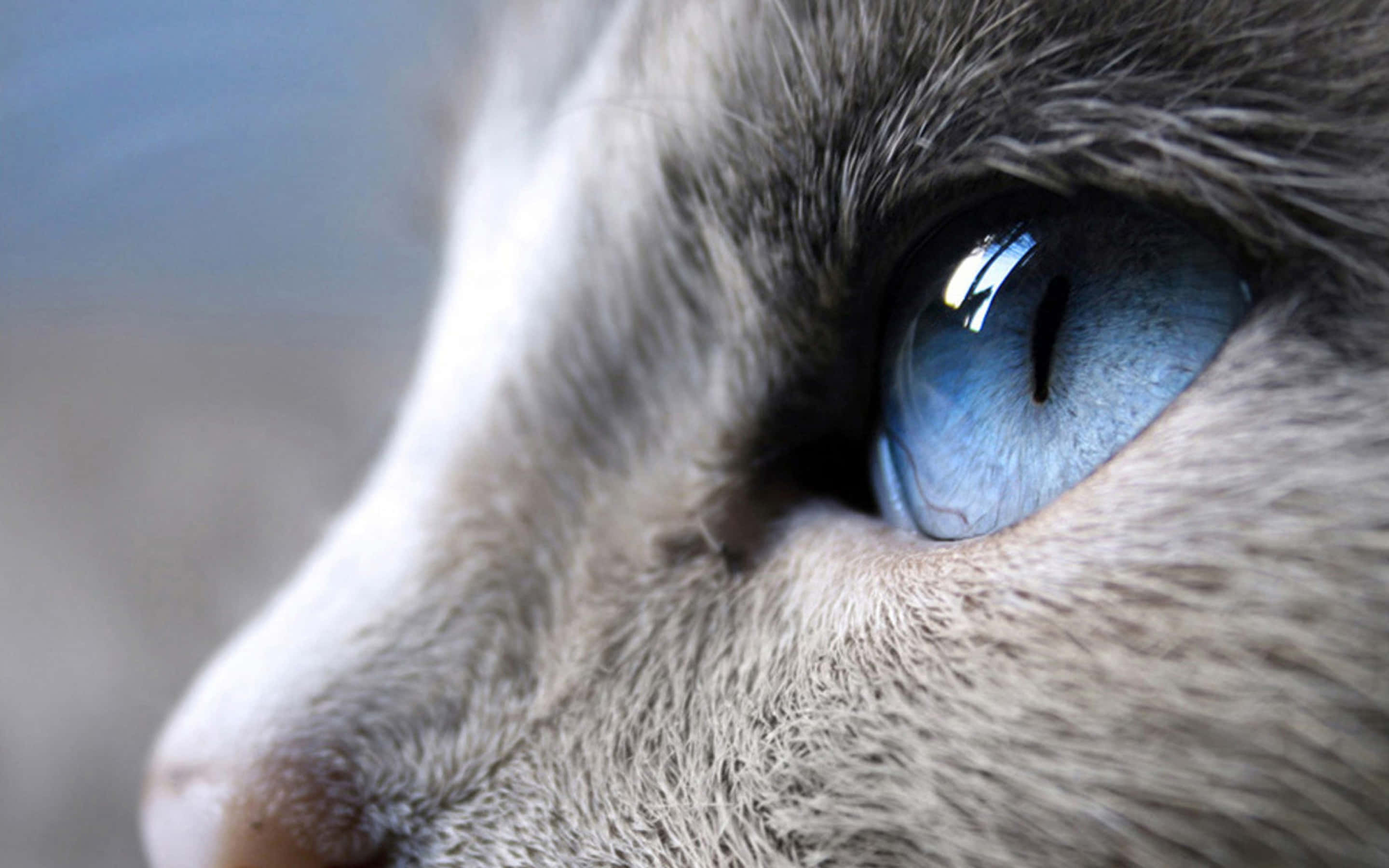 light blue cat eyes, cat's striking blue eye, detailed fur, 2K Desktop Wallpaper