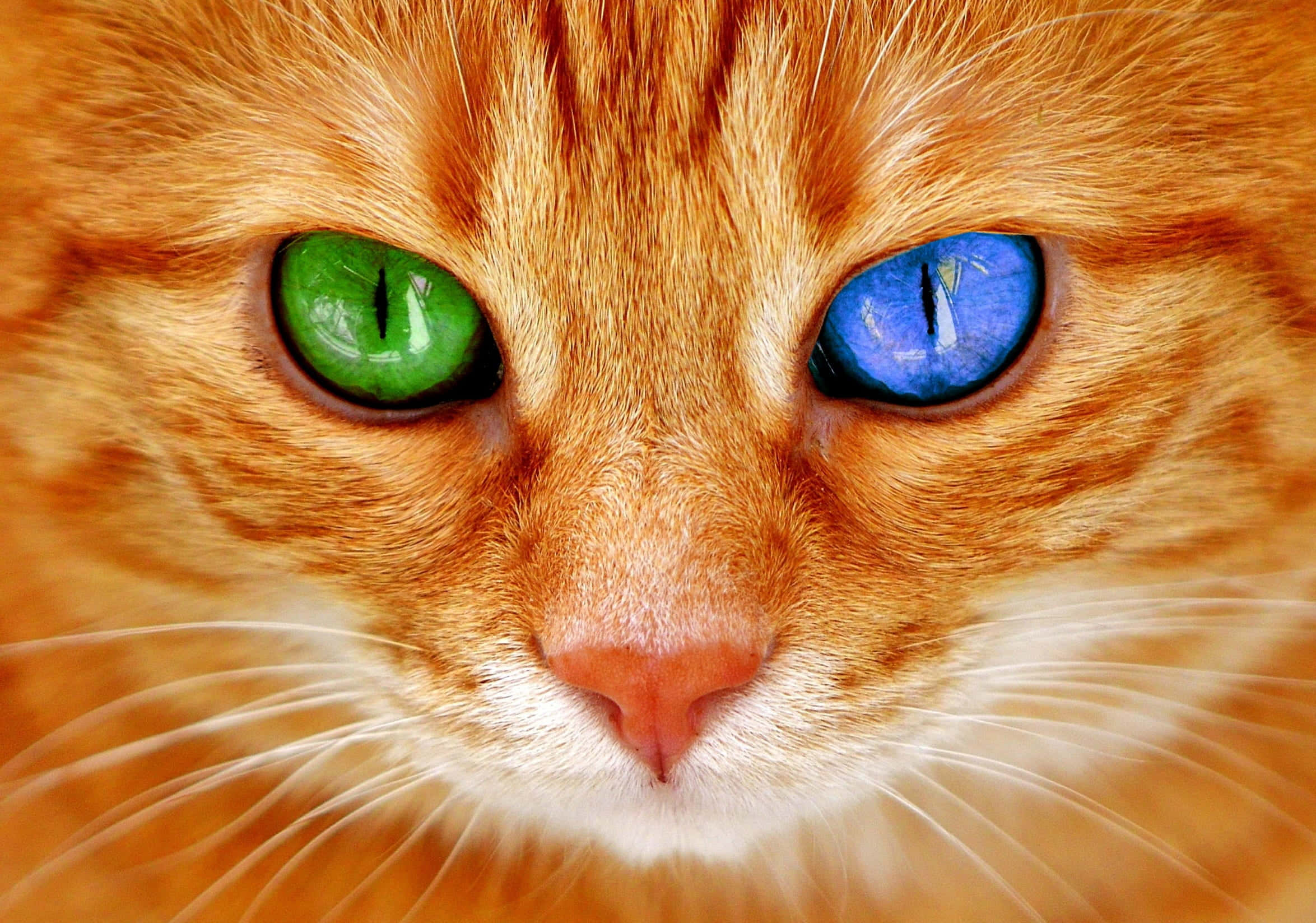 orange tabby, green eye, blue eye, Full HD Desktop Wallpaper